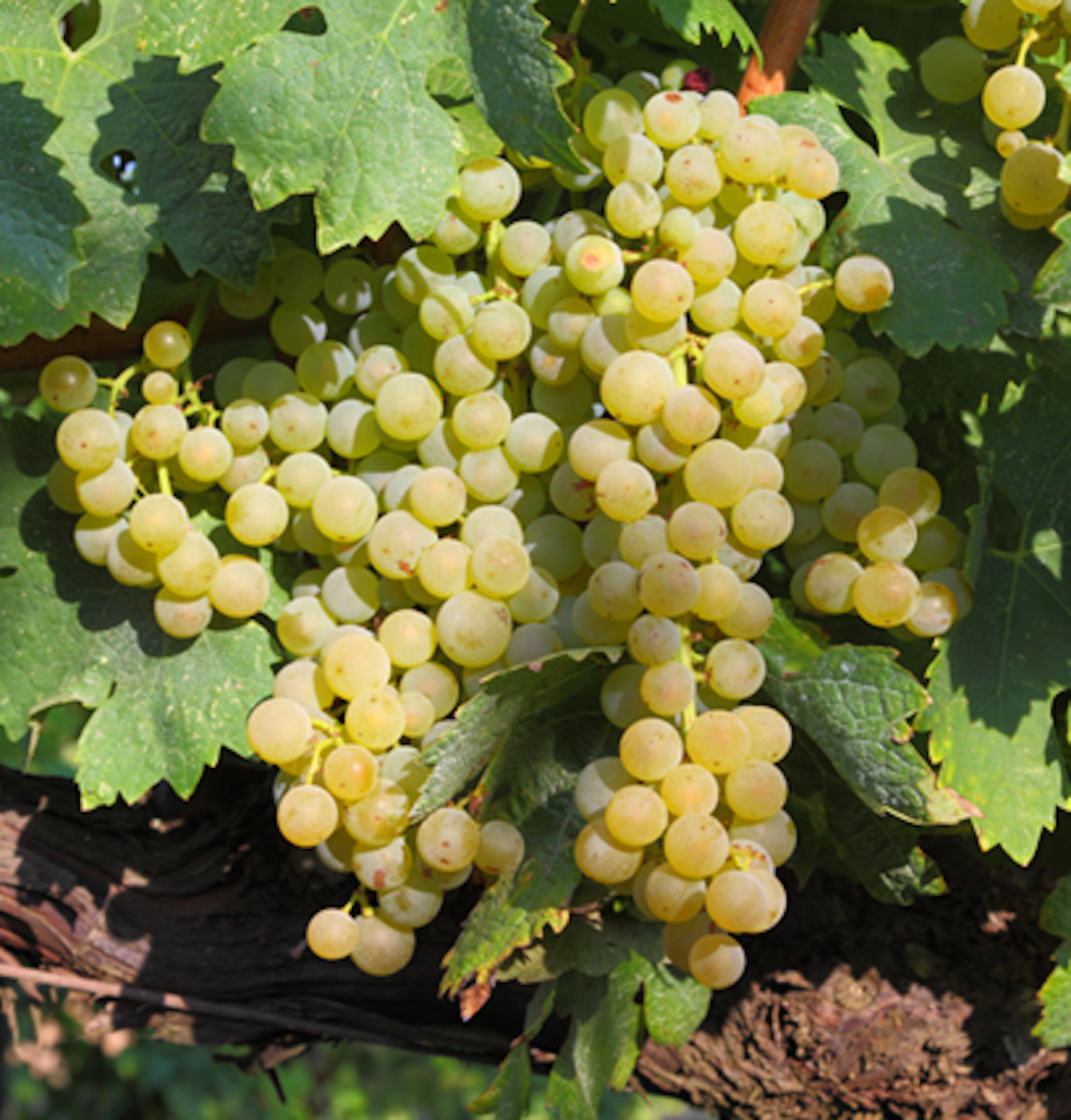 trebbiano