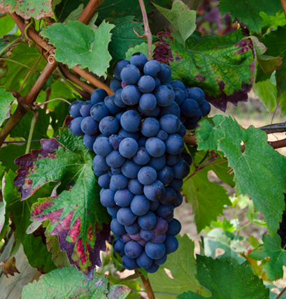 barbera