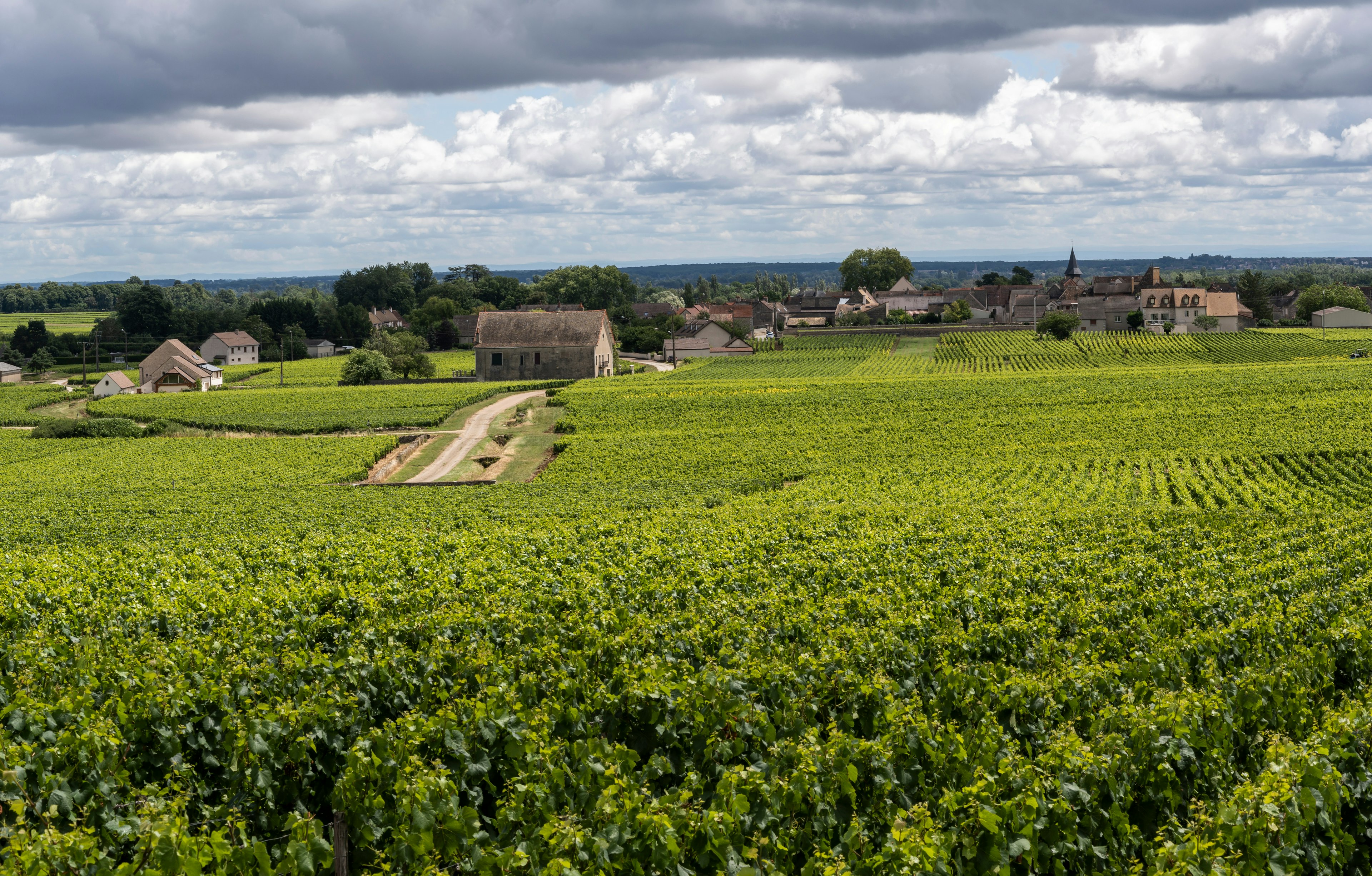 puligny montrachet vigne