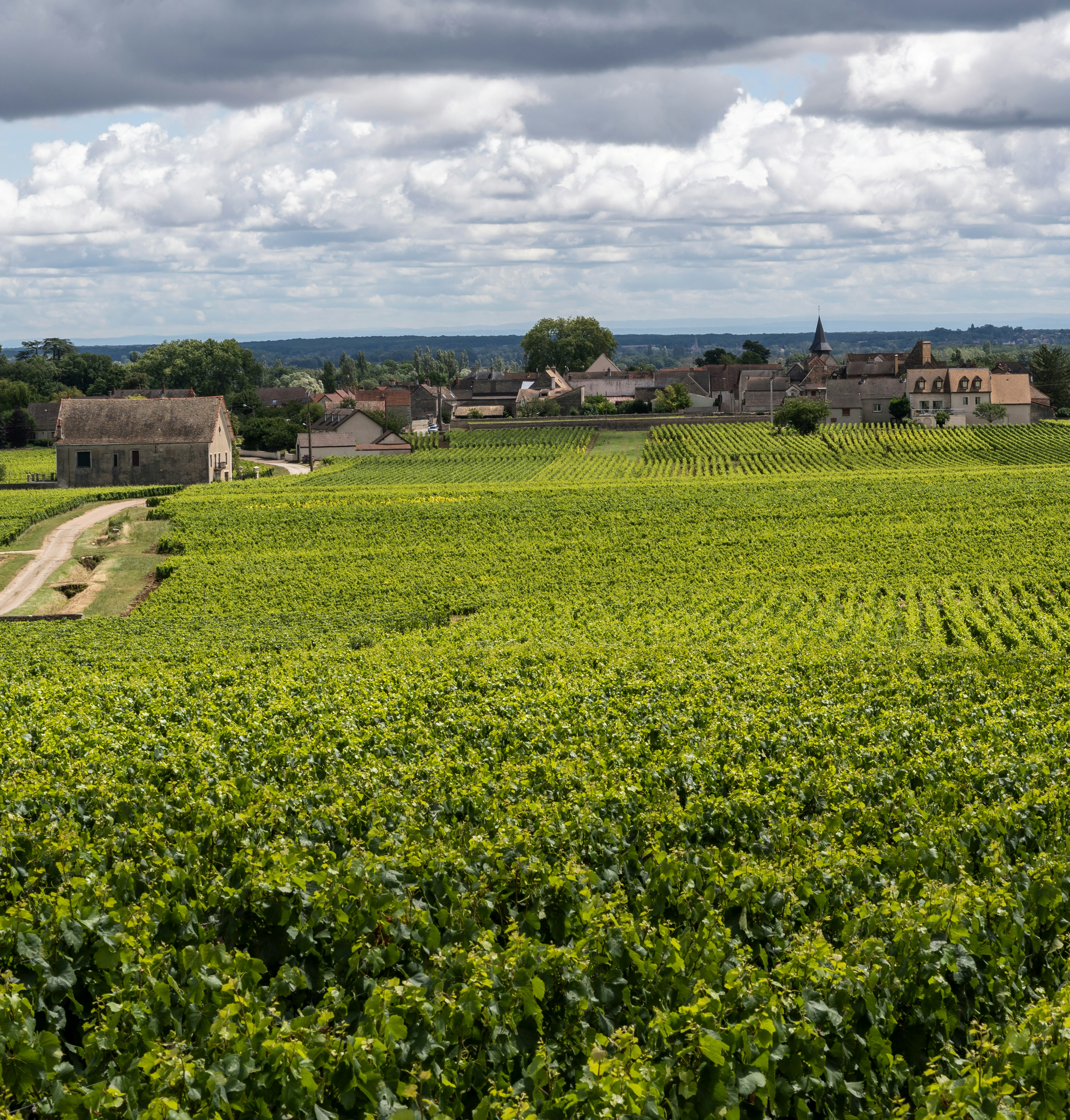 puligny montrachet