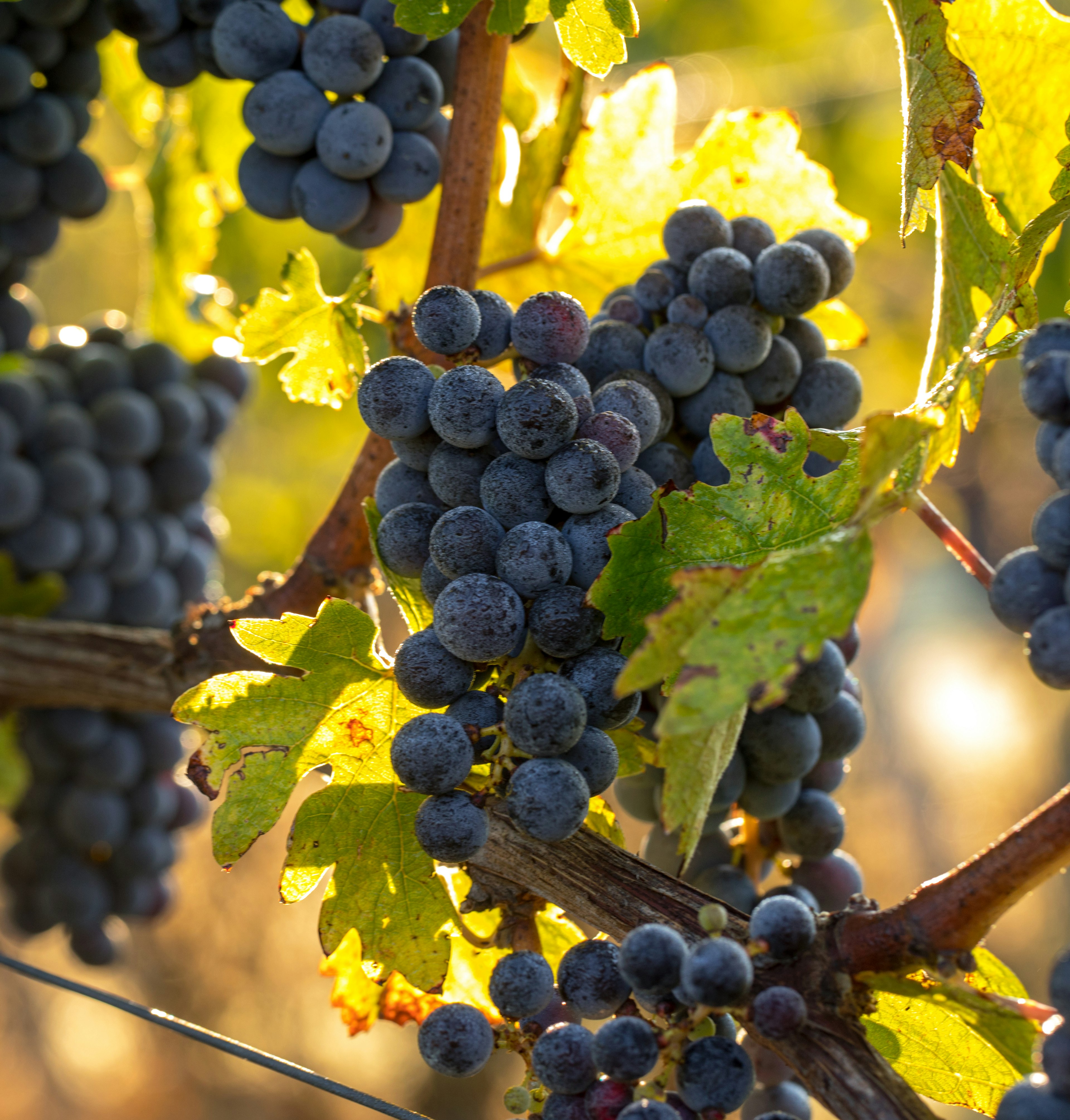cabernet franc