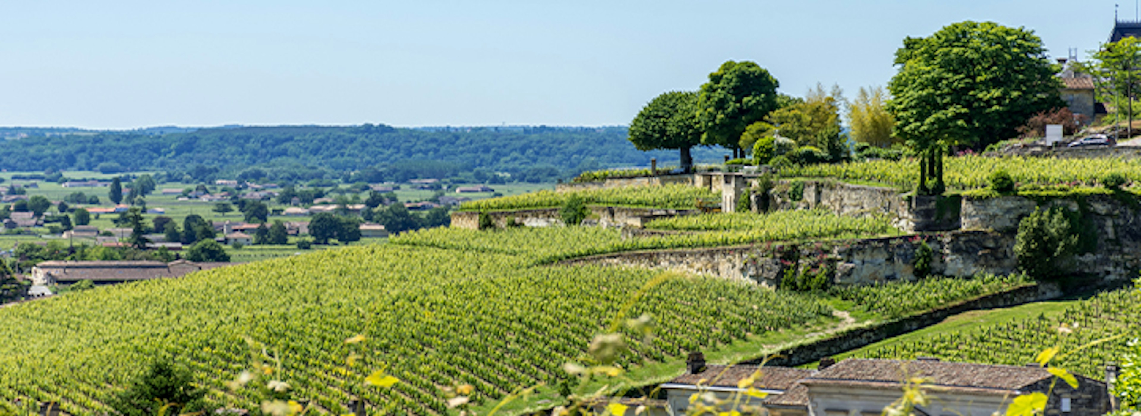 Vignoble Bordeaux