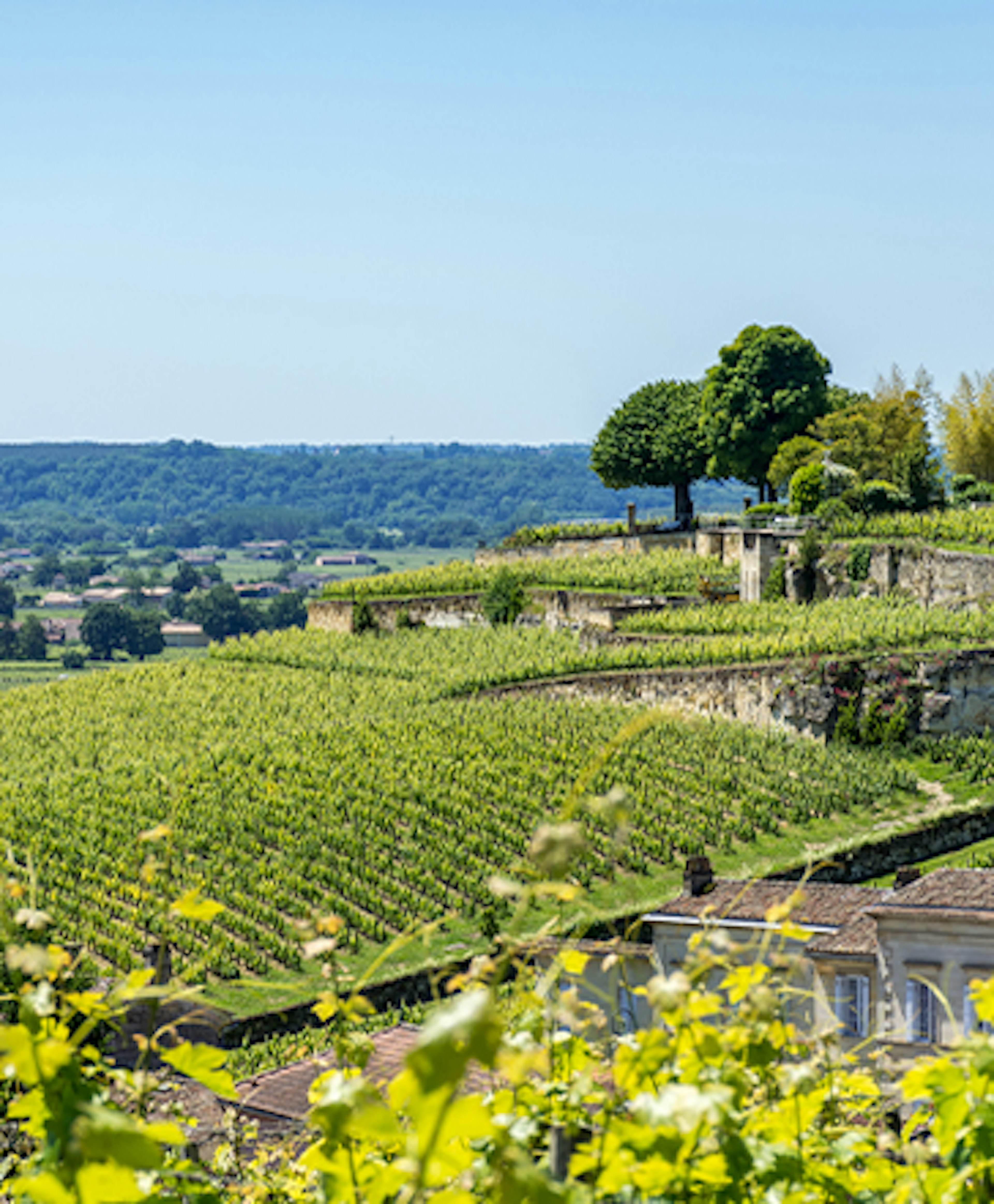 bordeaux vineyards 