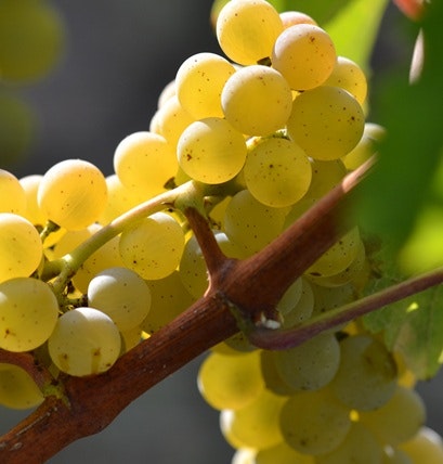 cépage sauvignon blanc