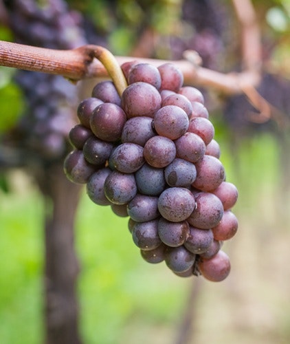 pinot gris