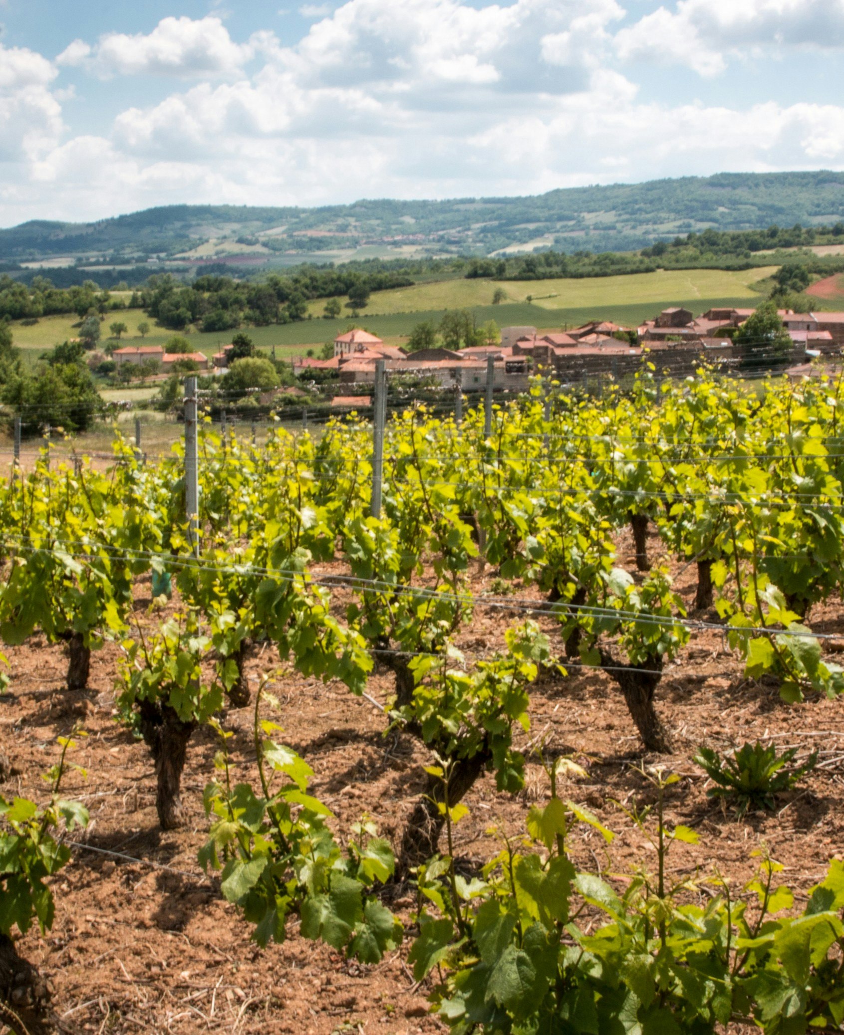 vignes auvergne boudes