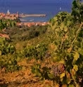 Collioure AOC