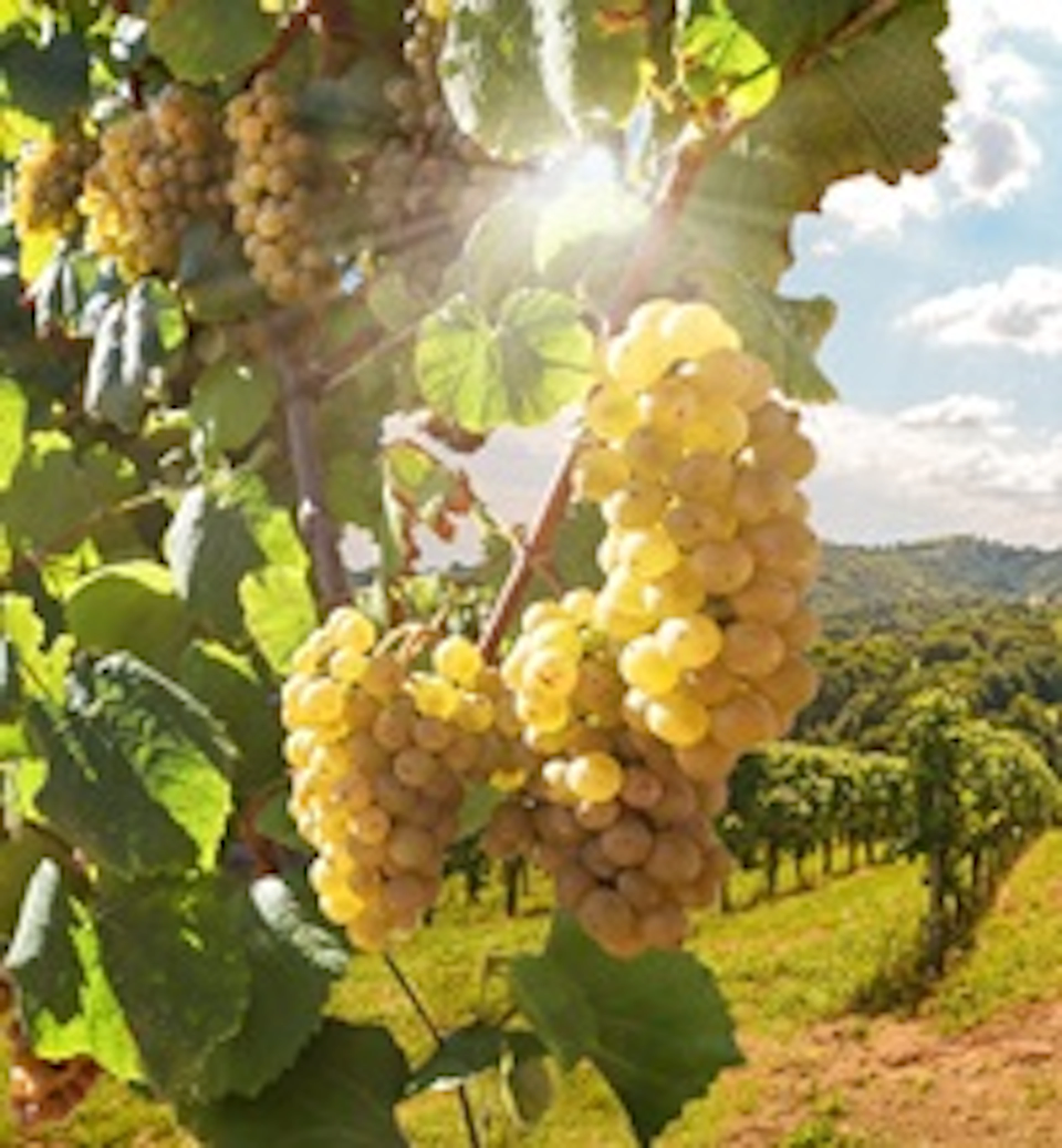 Carricante