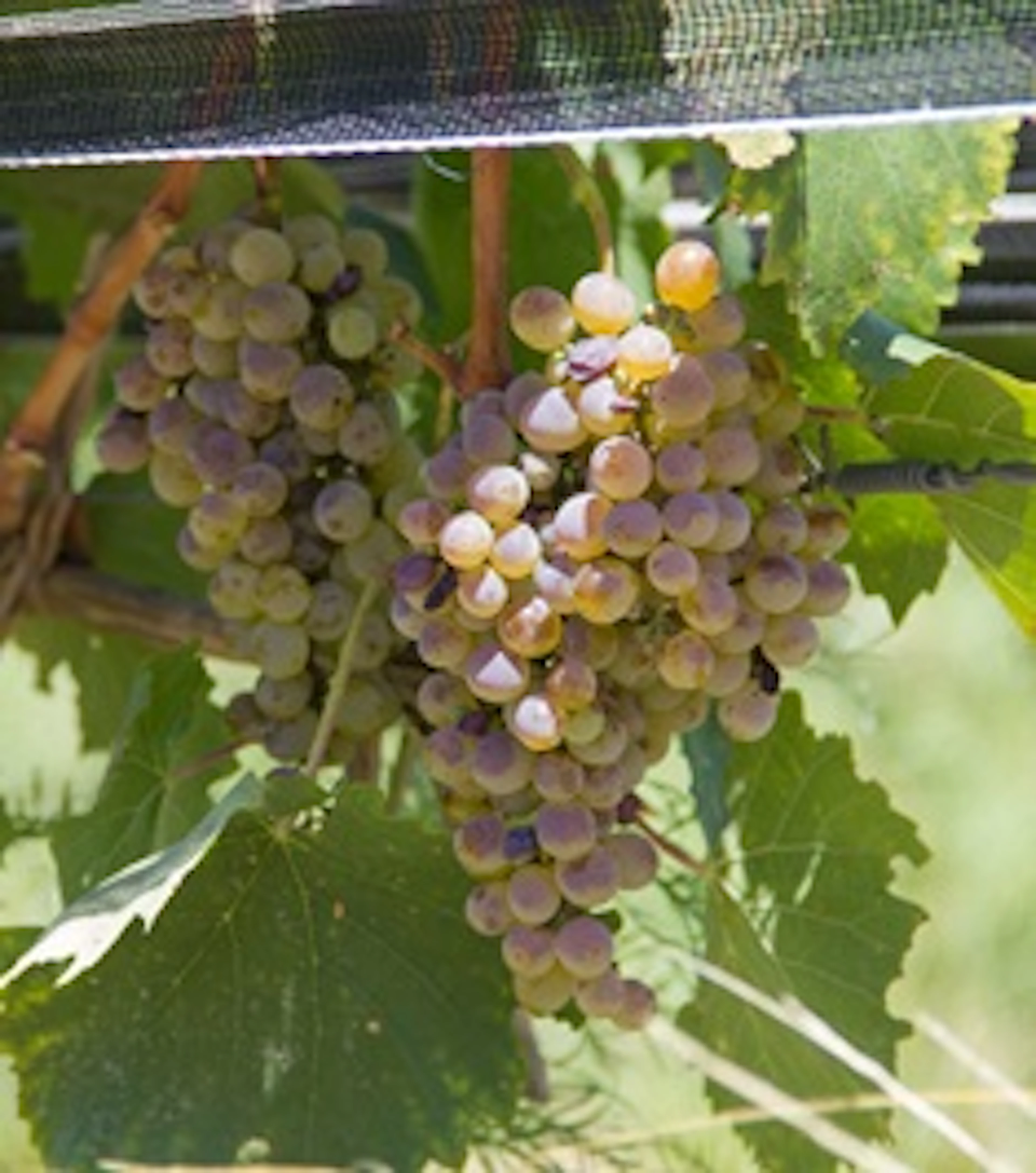 Fiano