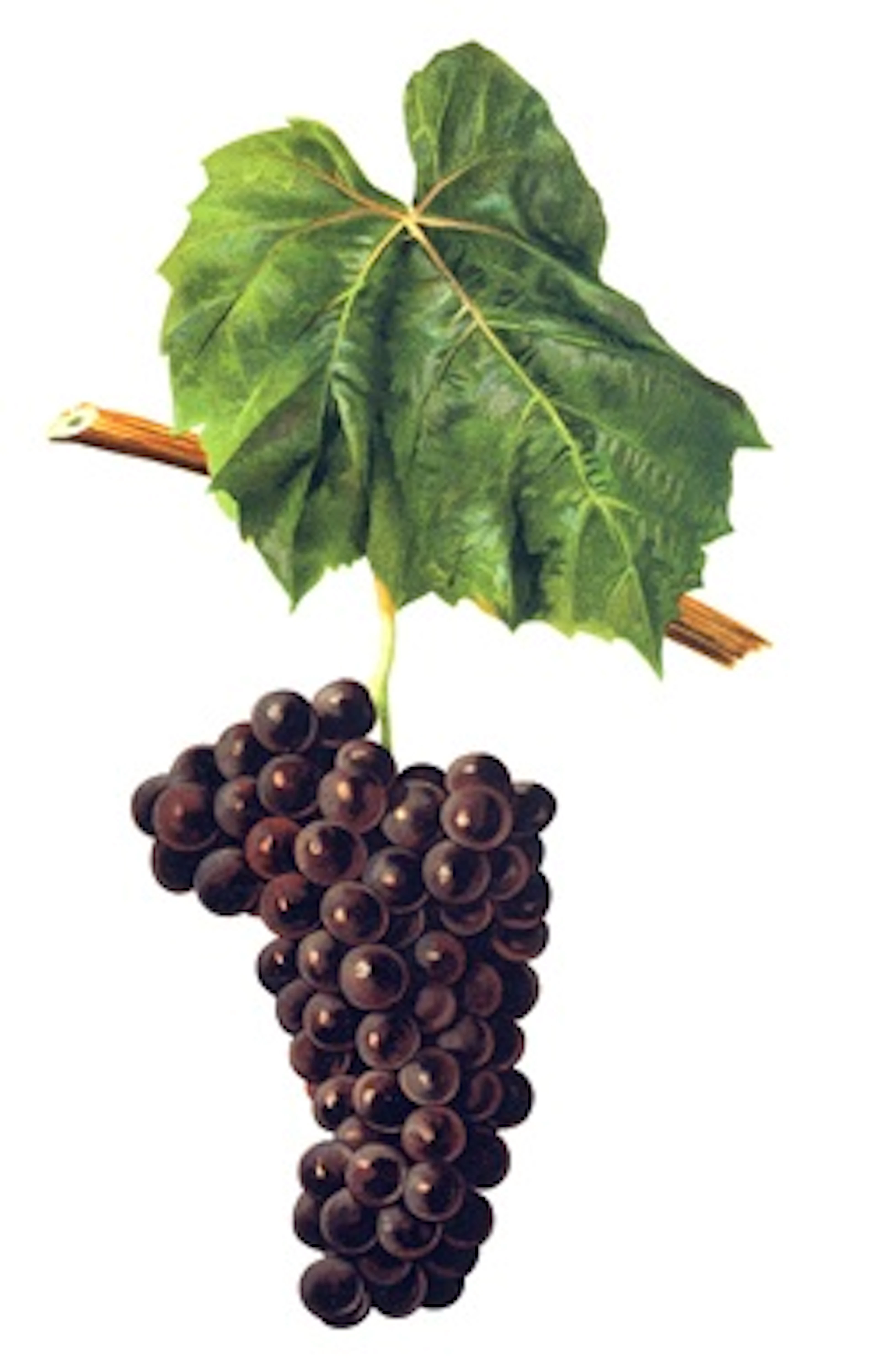 Folle noire