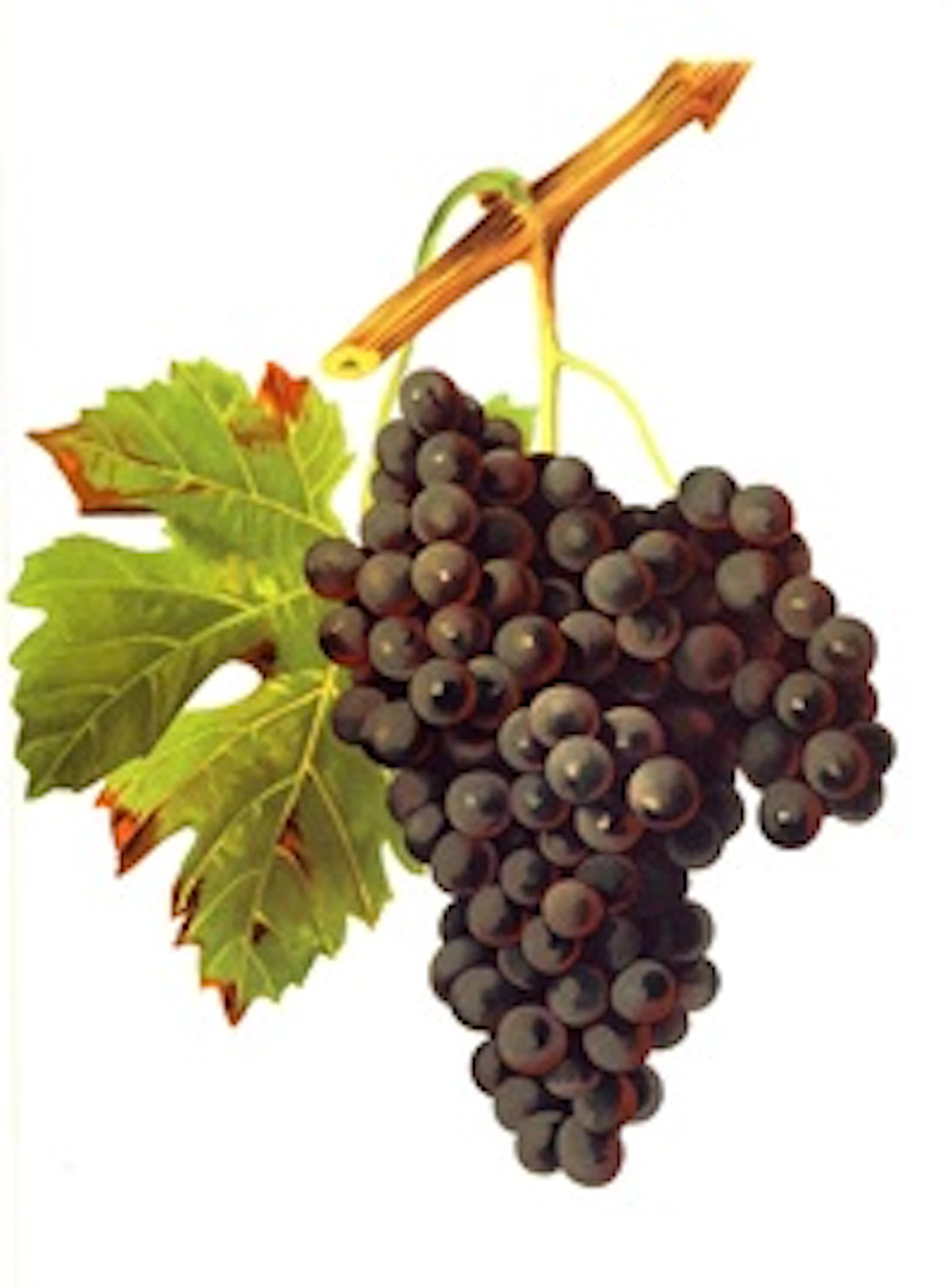 Duras
