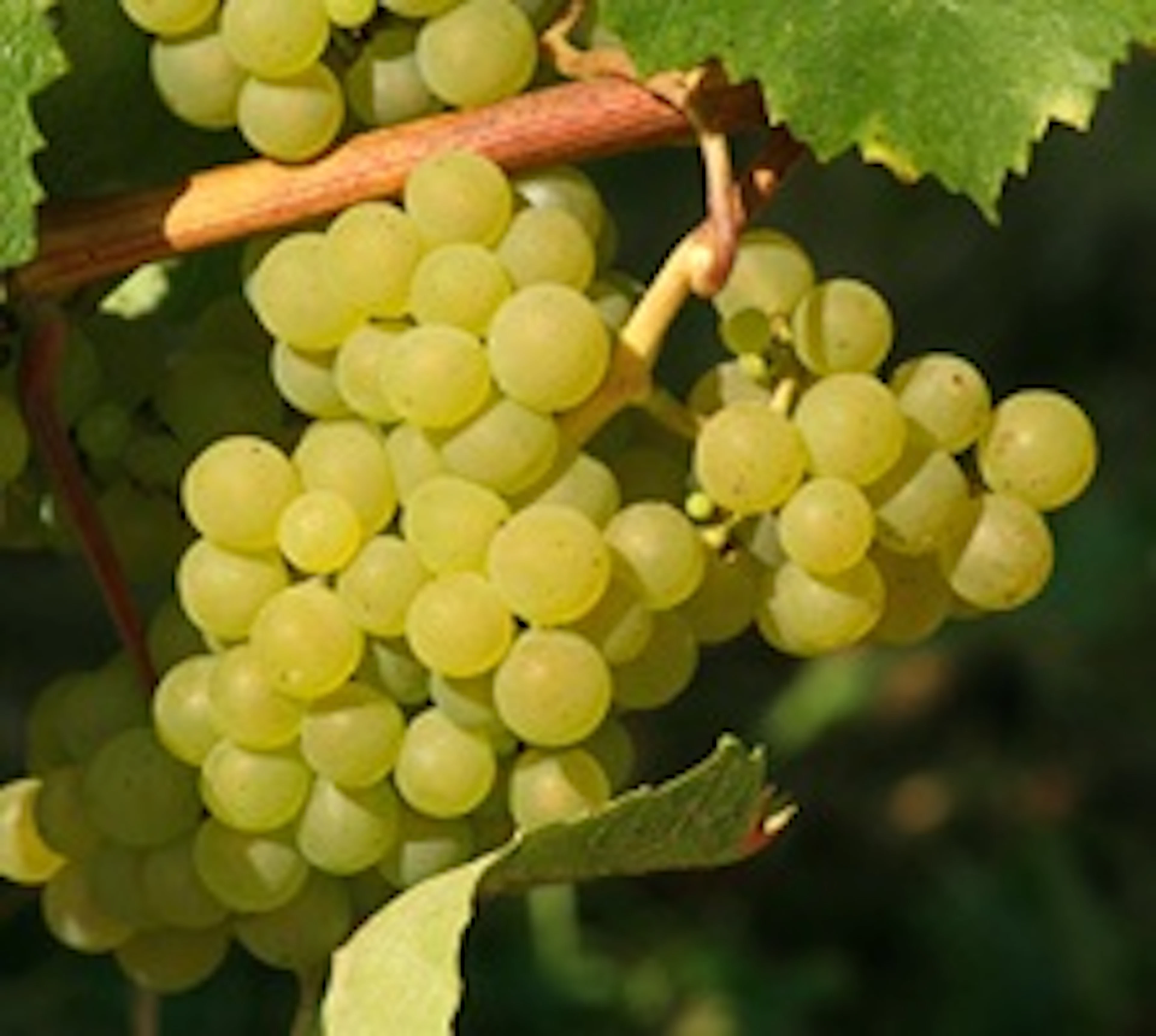 Falanghina