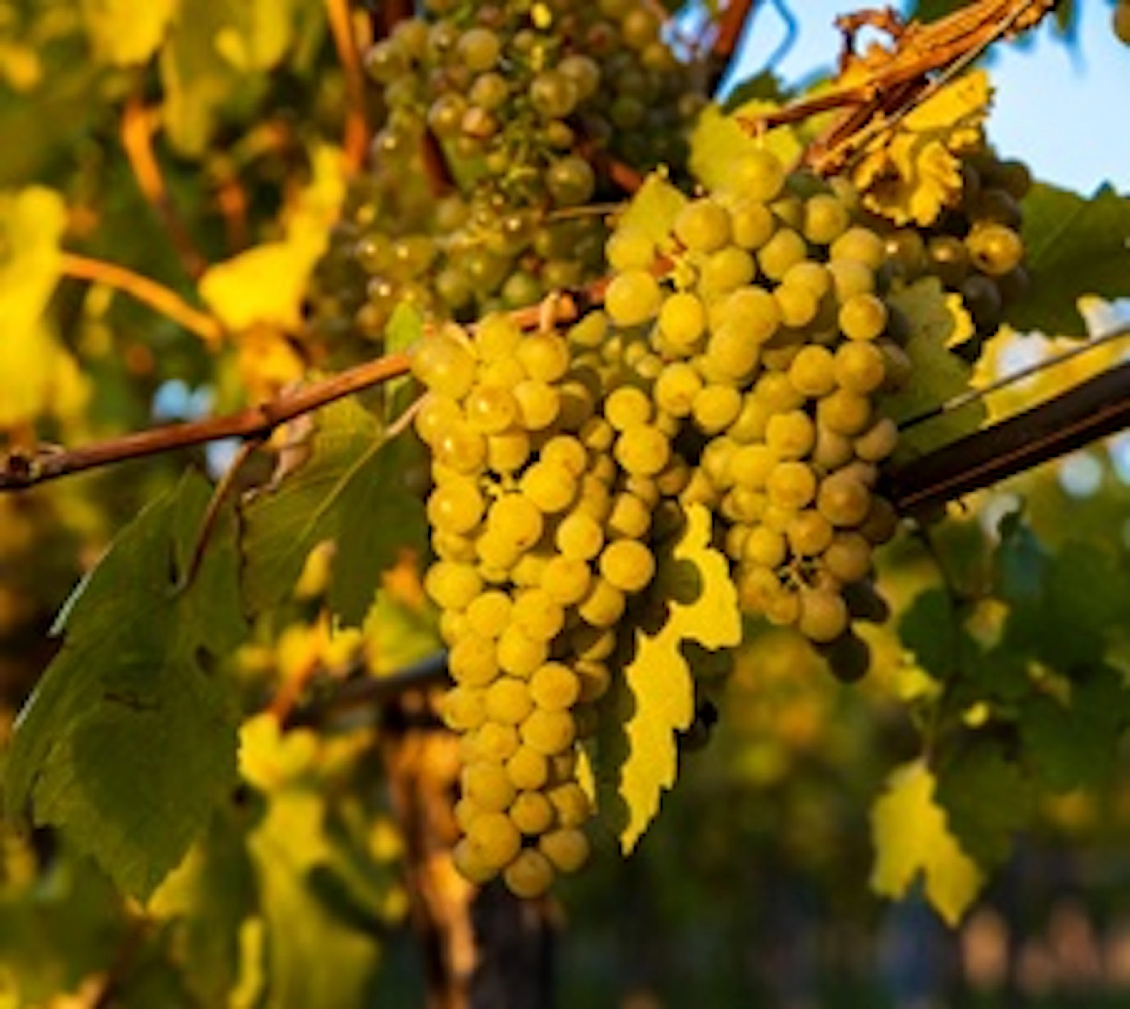 Grüner Veltliner