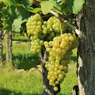 Friulano