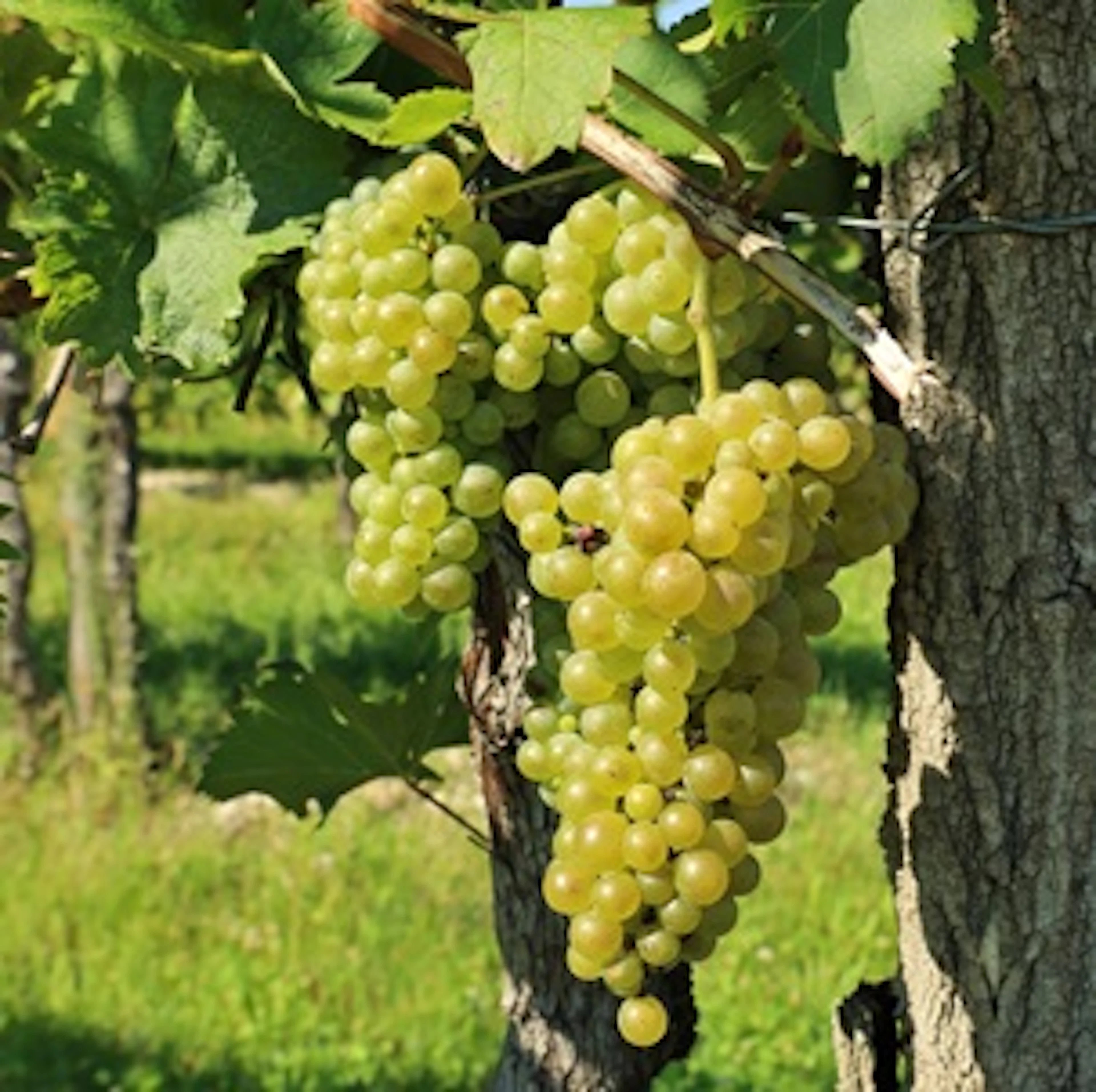 Friulano