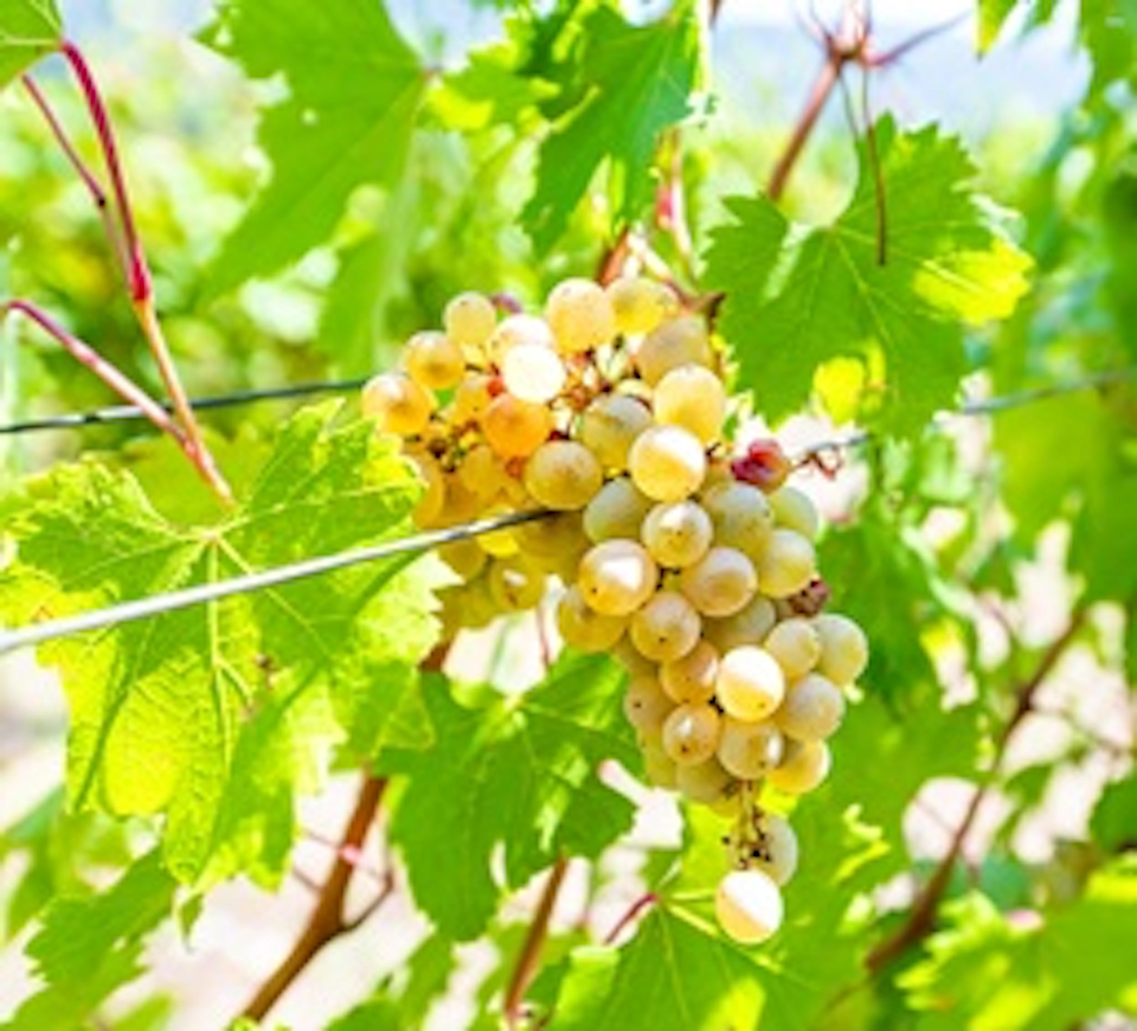 Grechetto