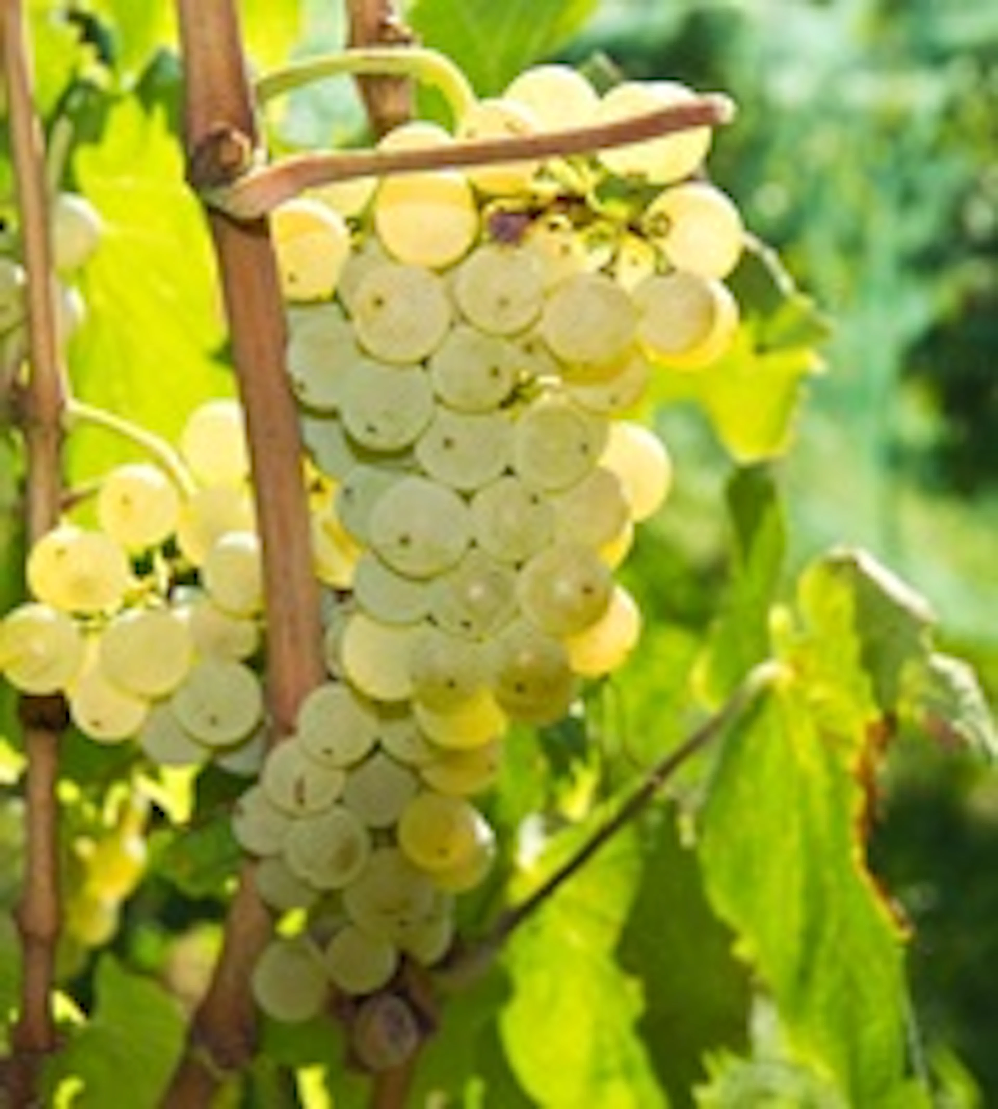 Malvasia