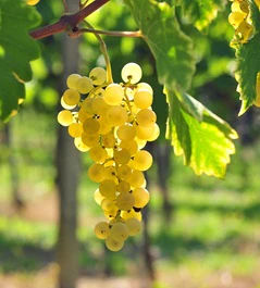 Manzoni Bianco