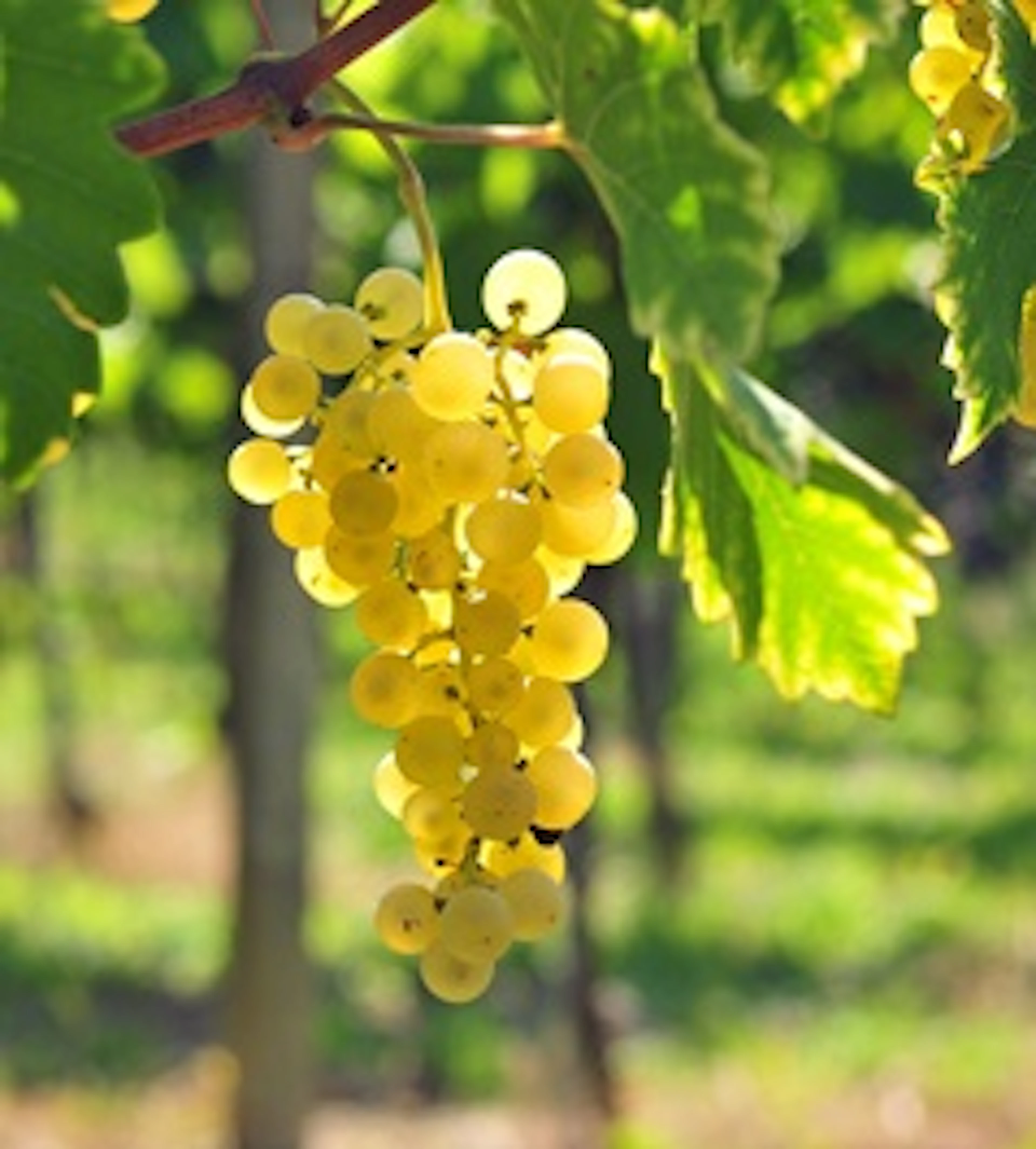 Manzoni Bianco