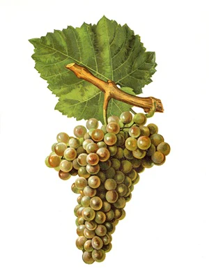 Mauzac blanc
