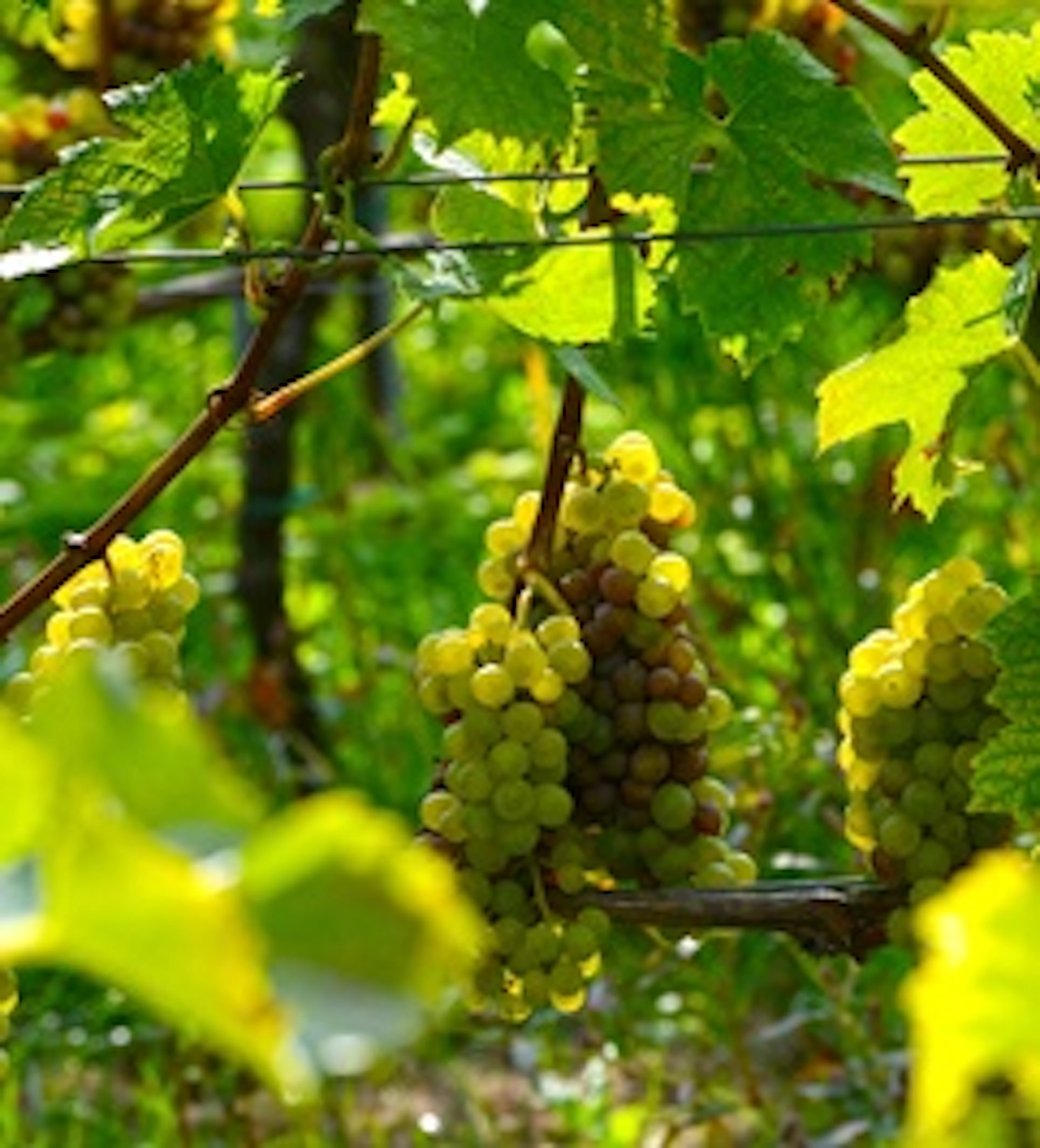 Müller-thurgau