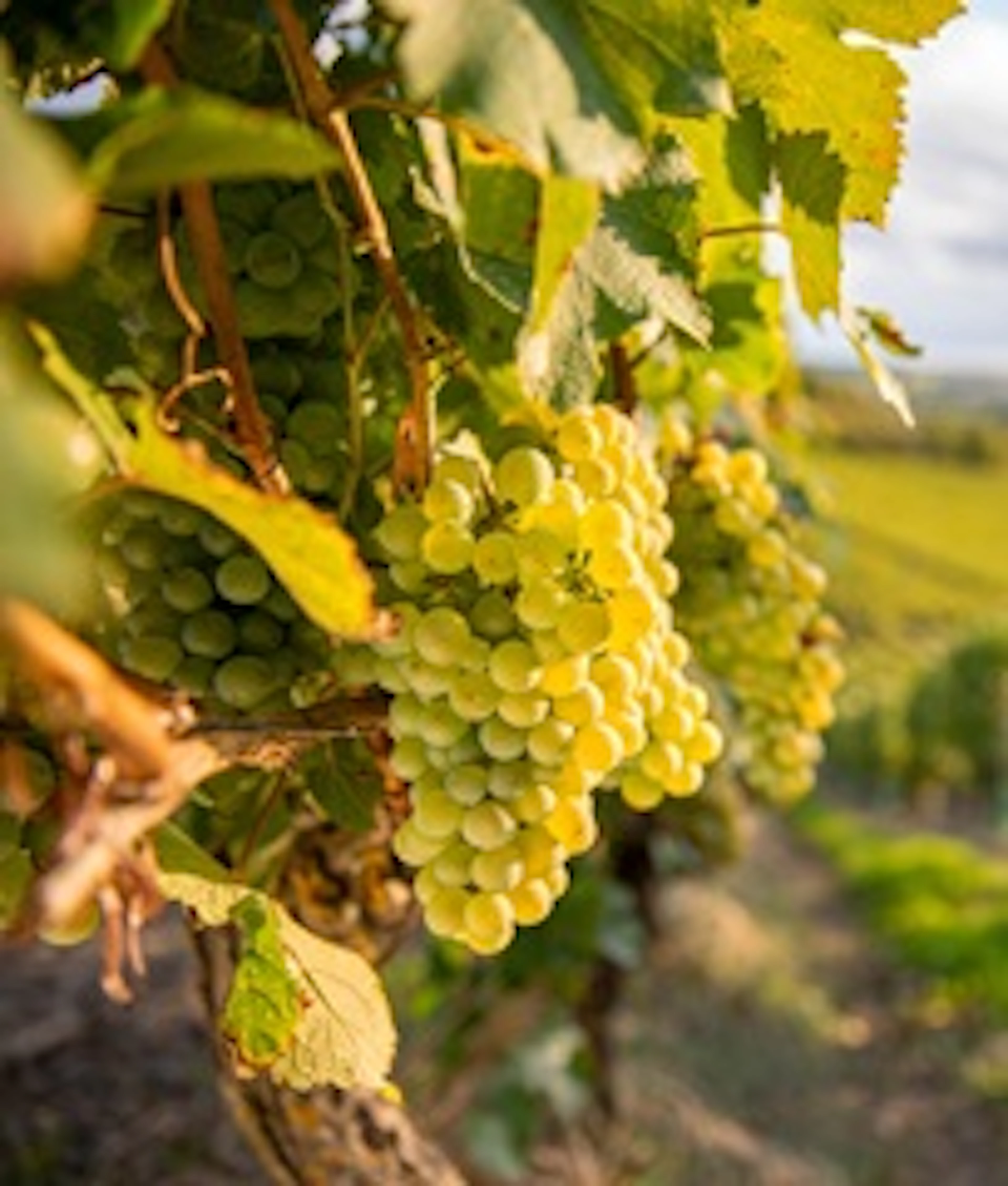 Pecorino