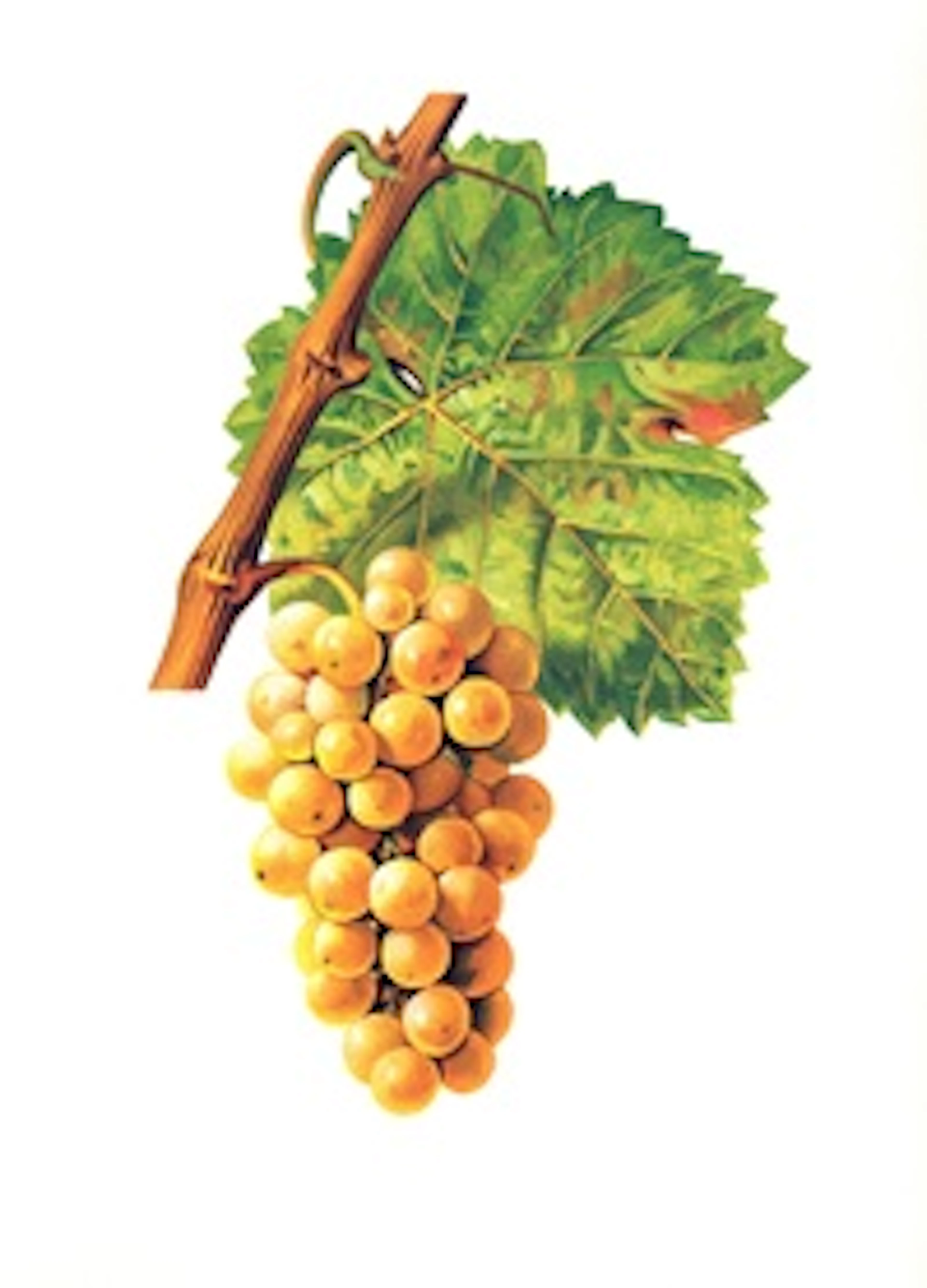 Ondenc