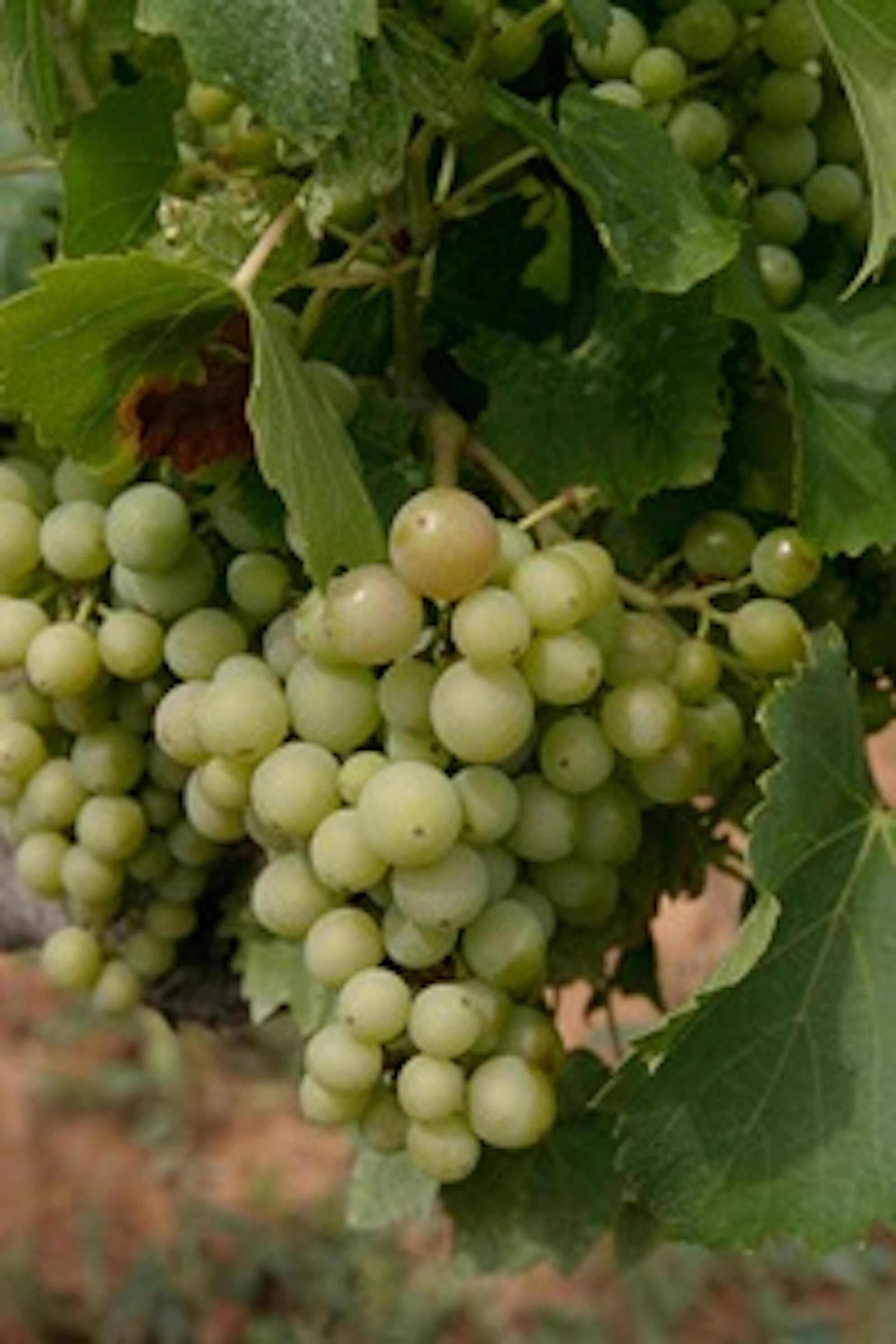 Pinot Auxerrois