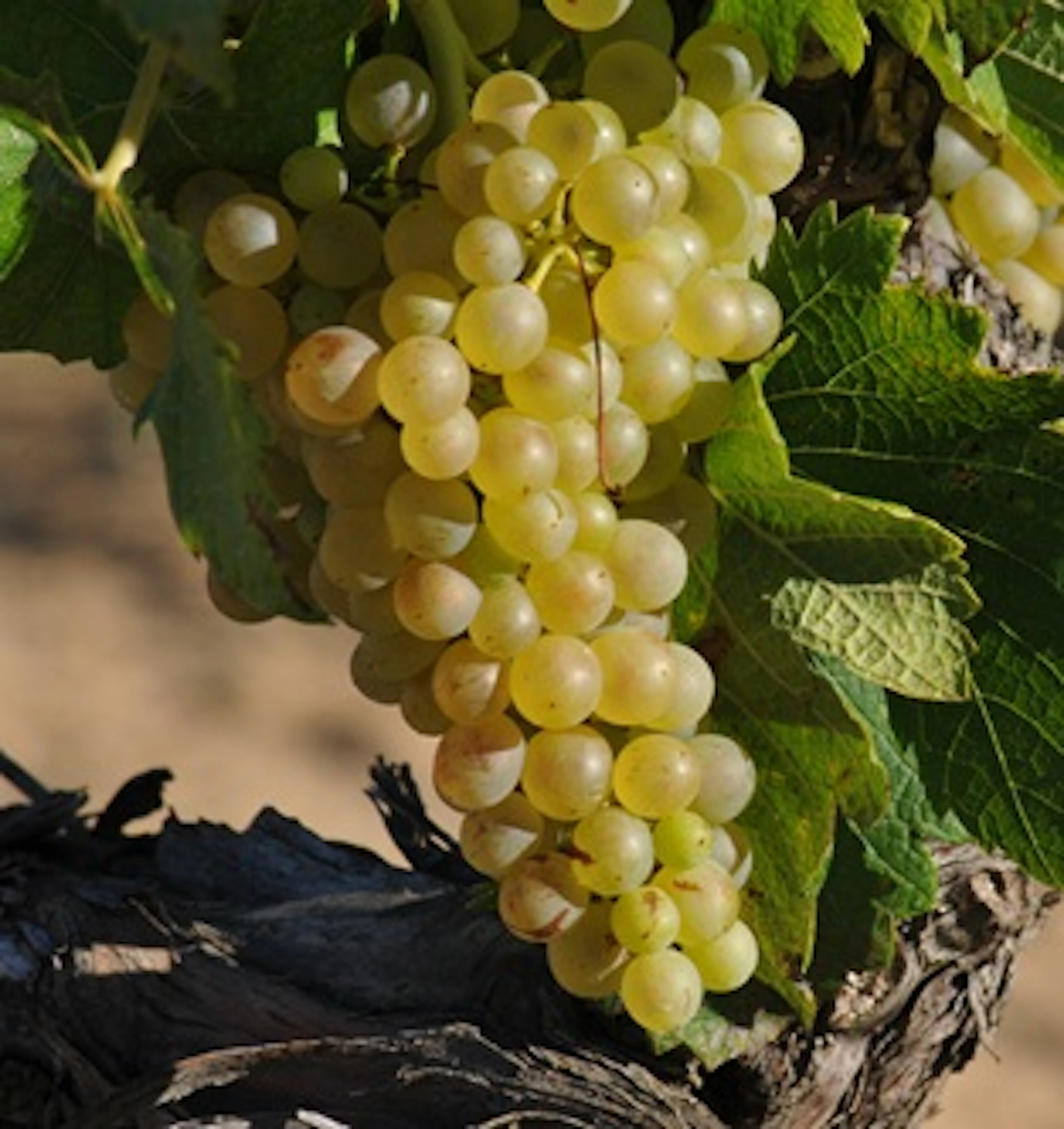 Picpoul