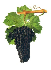 Pineau d’Aunis