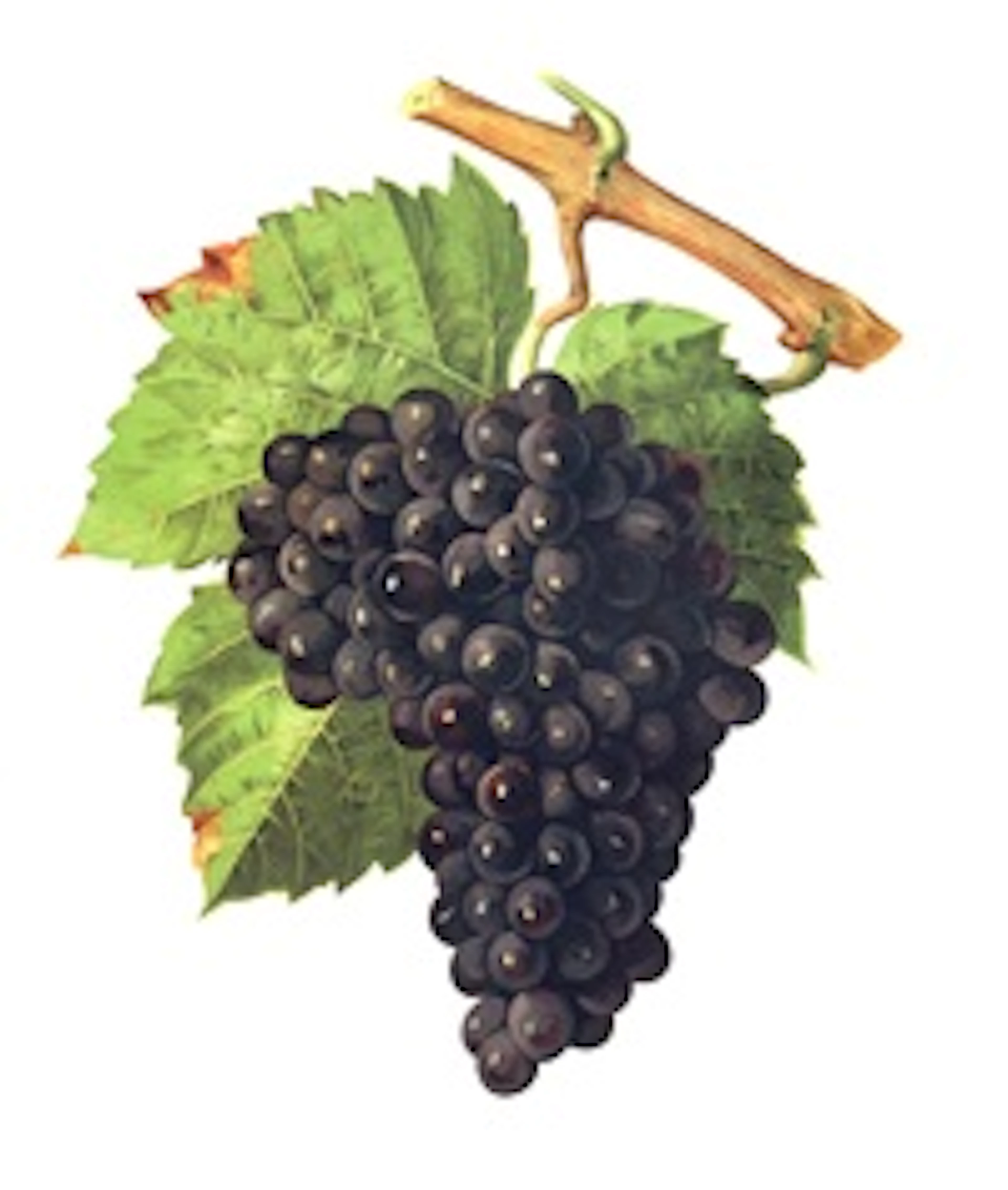 Piquepoul Noir