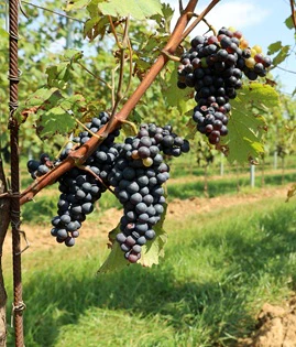 Refosco