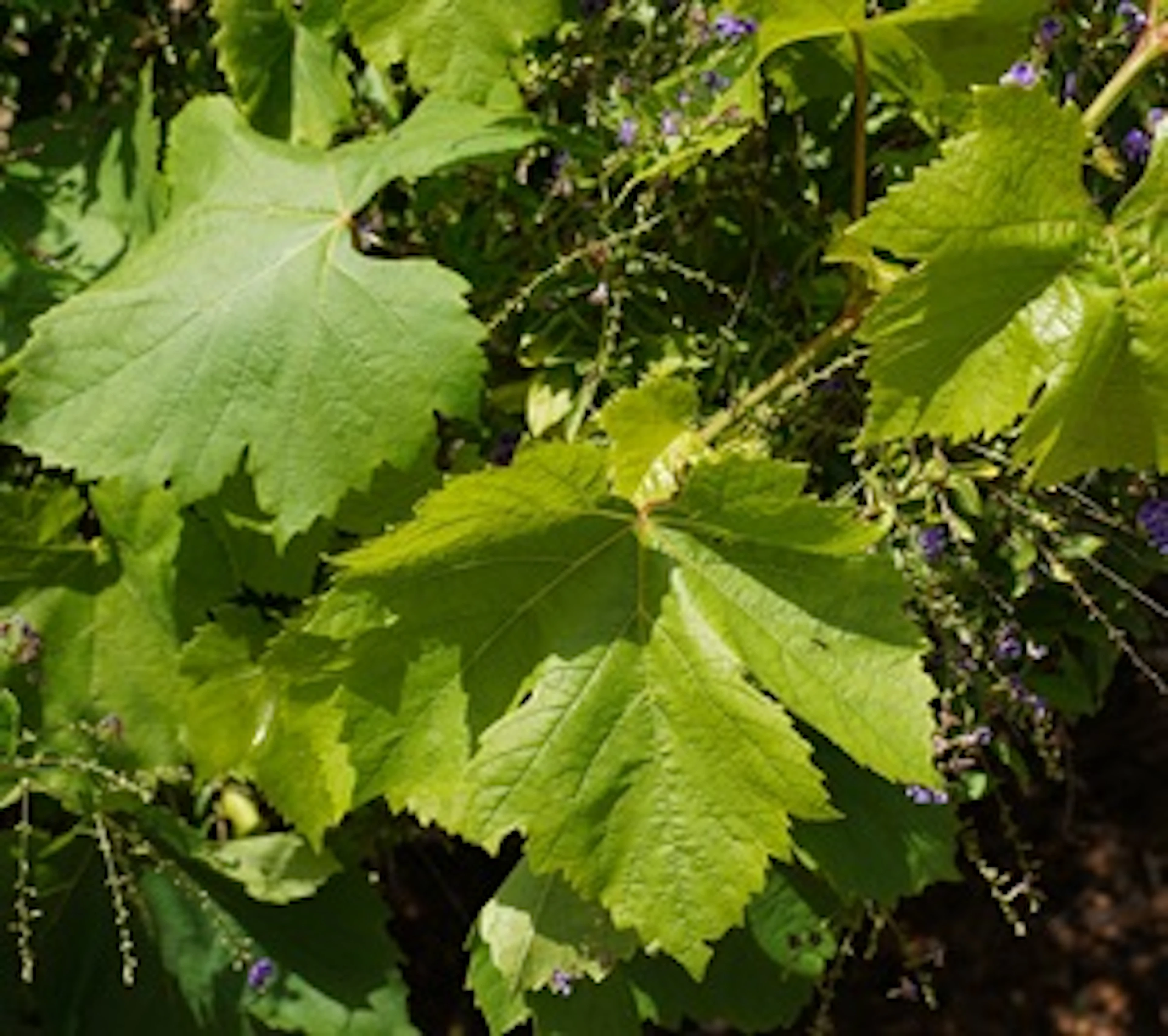 Rhoditis
