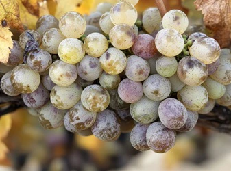 Terret Gris