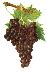 Tibouren