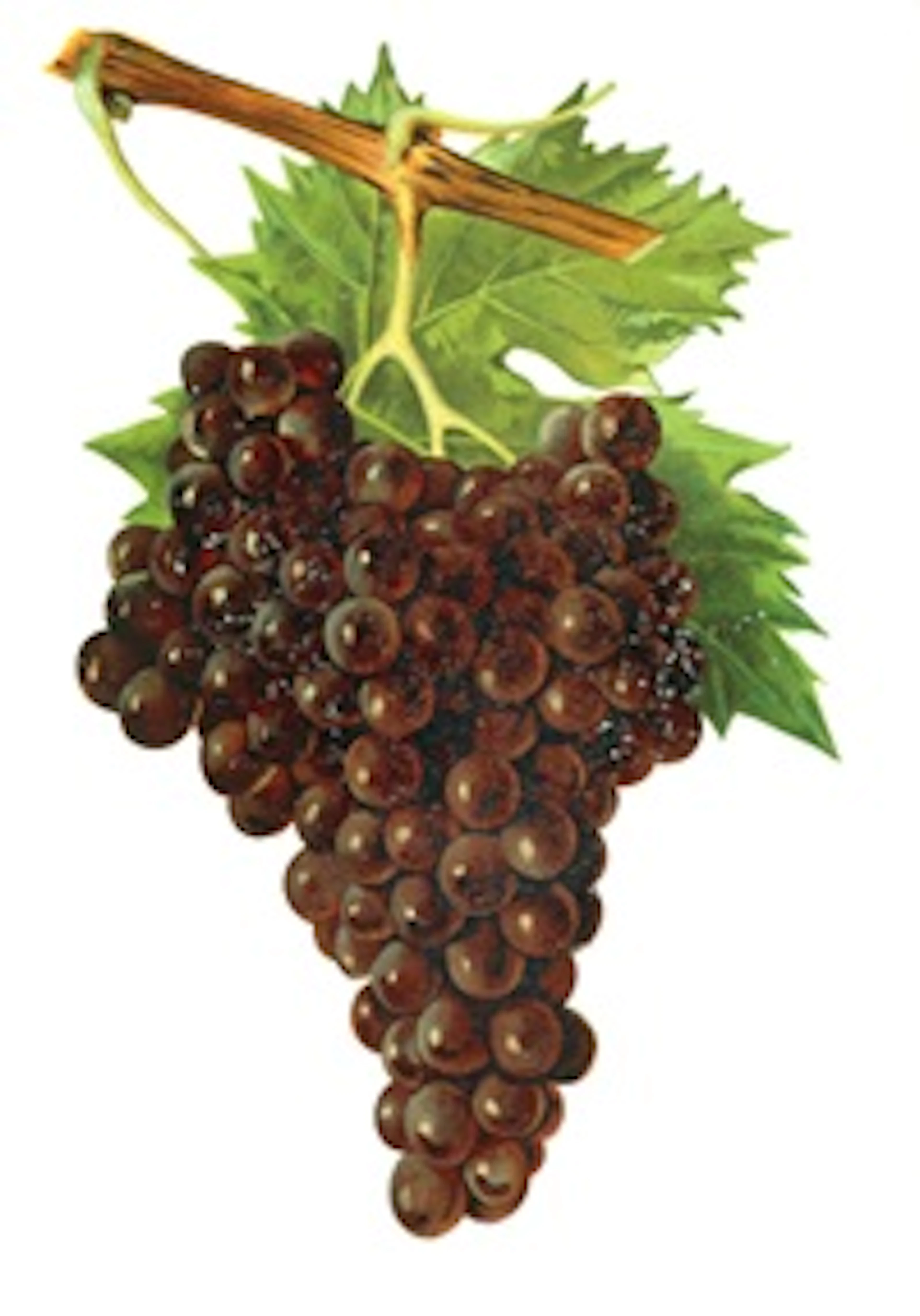 Tibouren