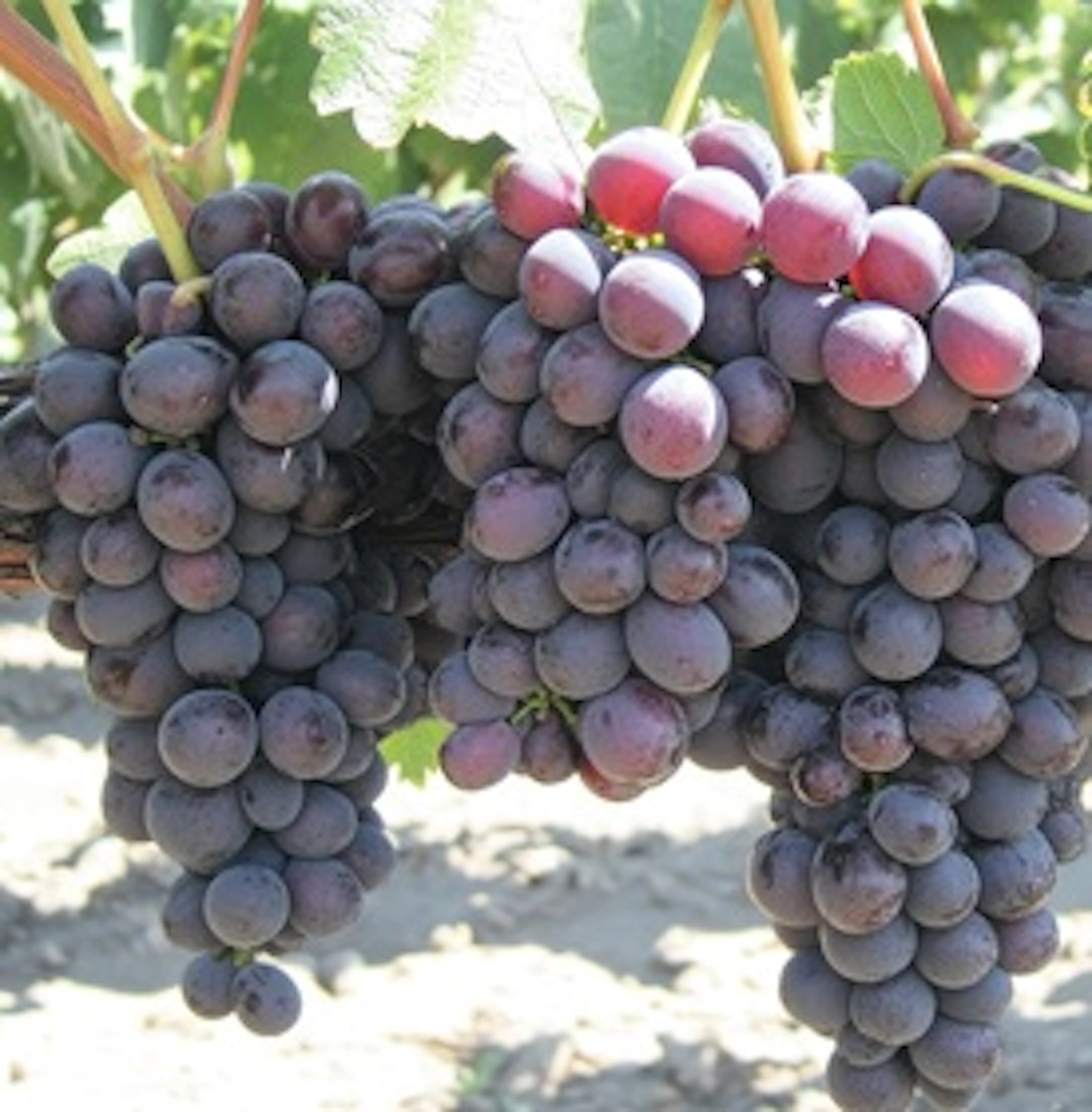 Tinta de Toro