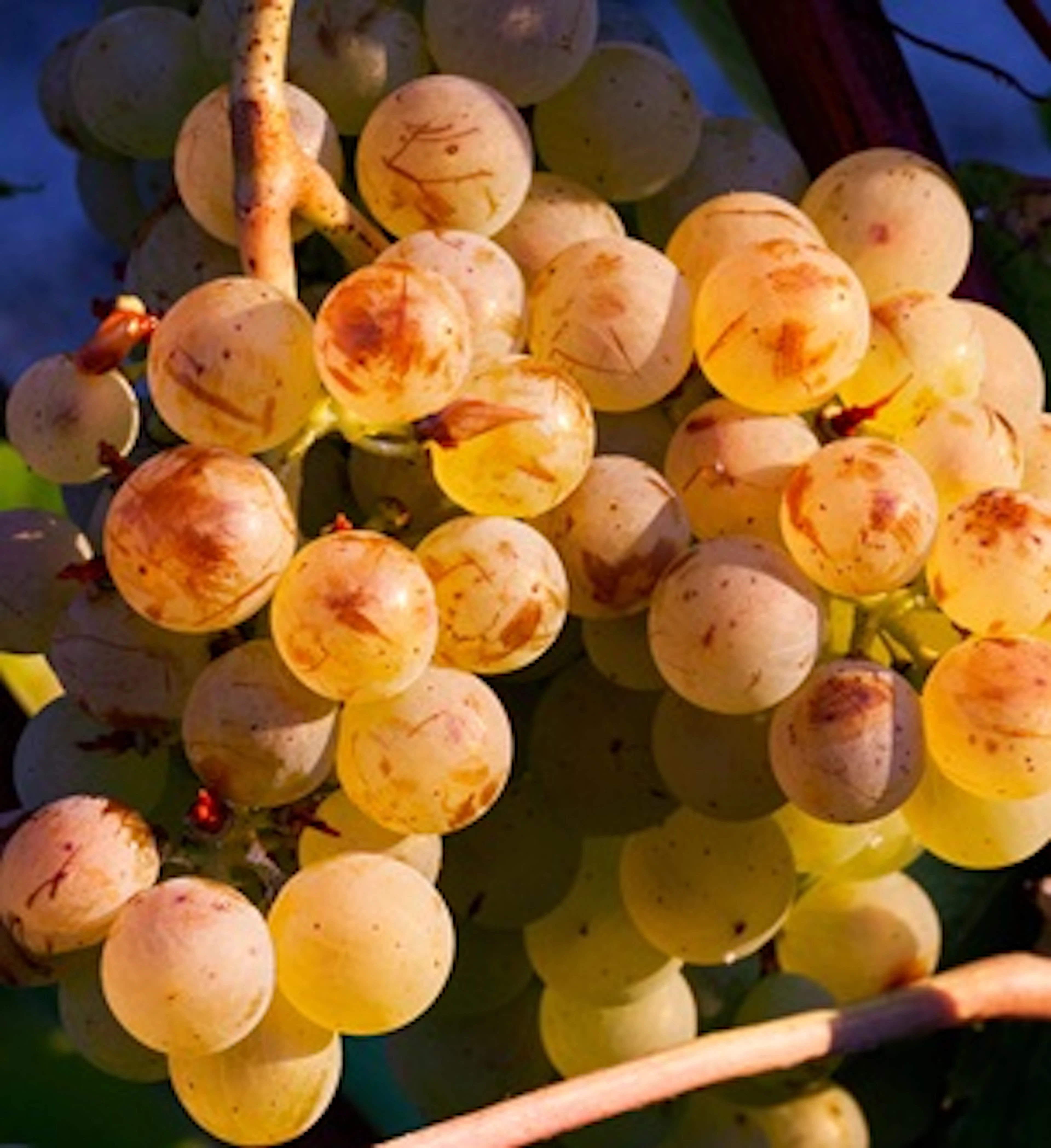 Verdicchio