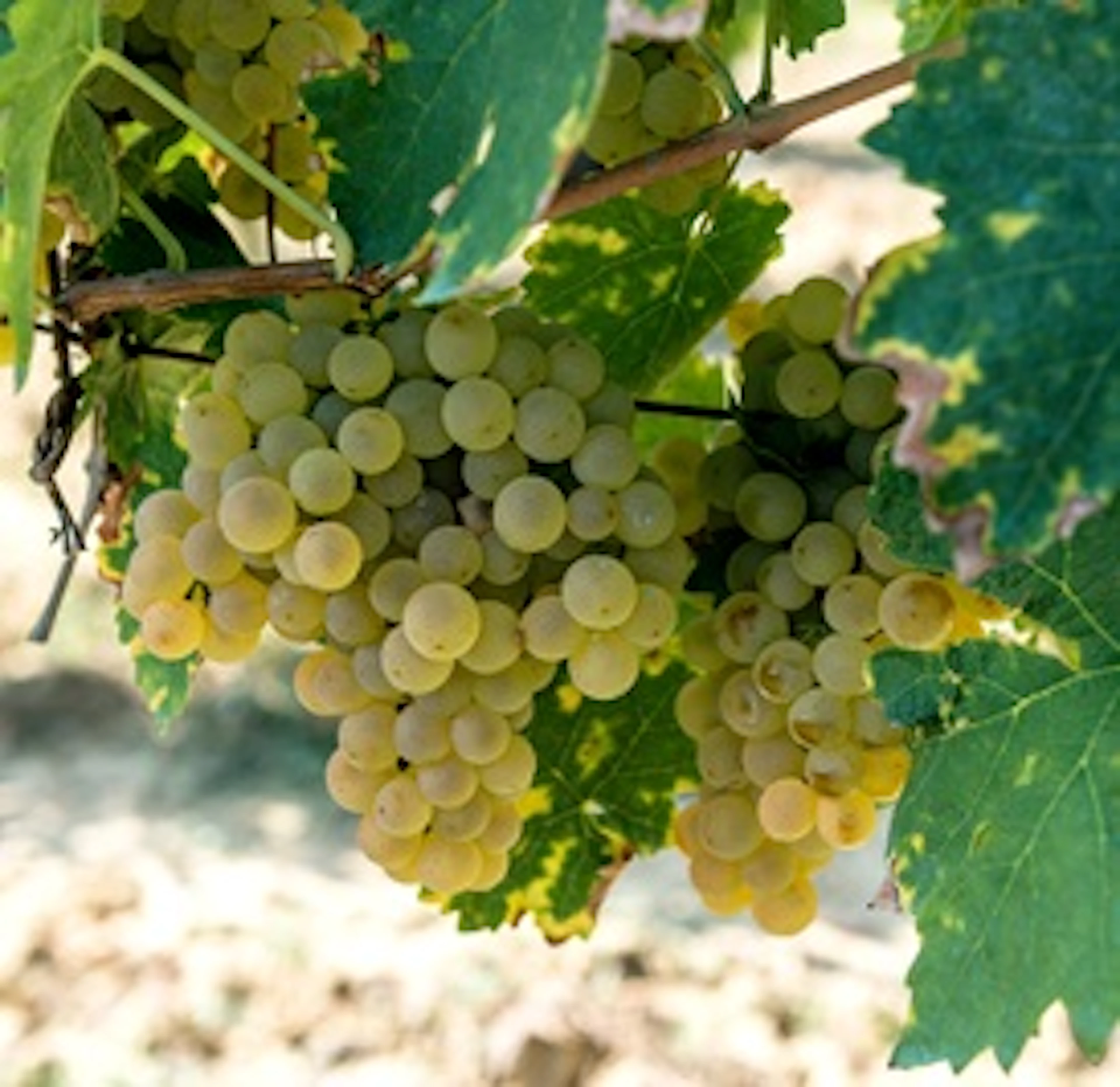 Vernaccia