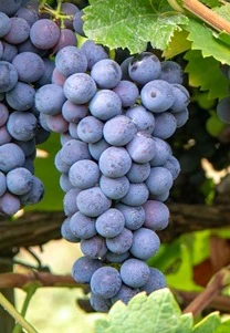 mauzac noir