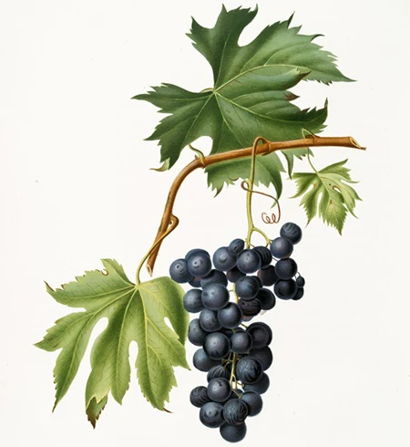 brachetto