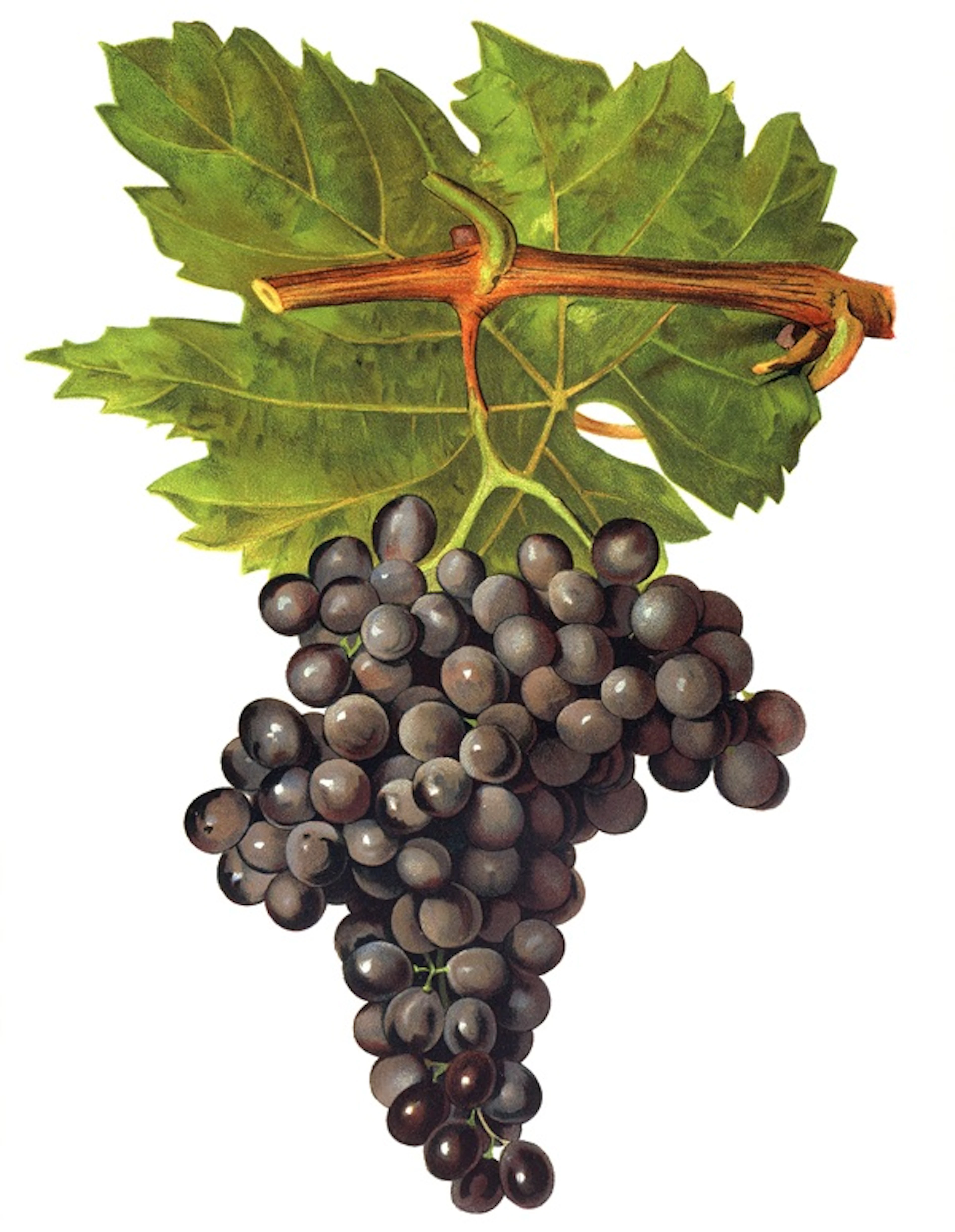 canaiolo