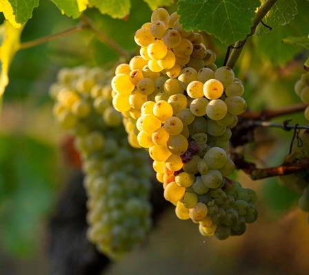 chasselas