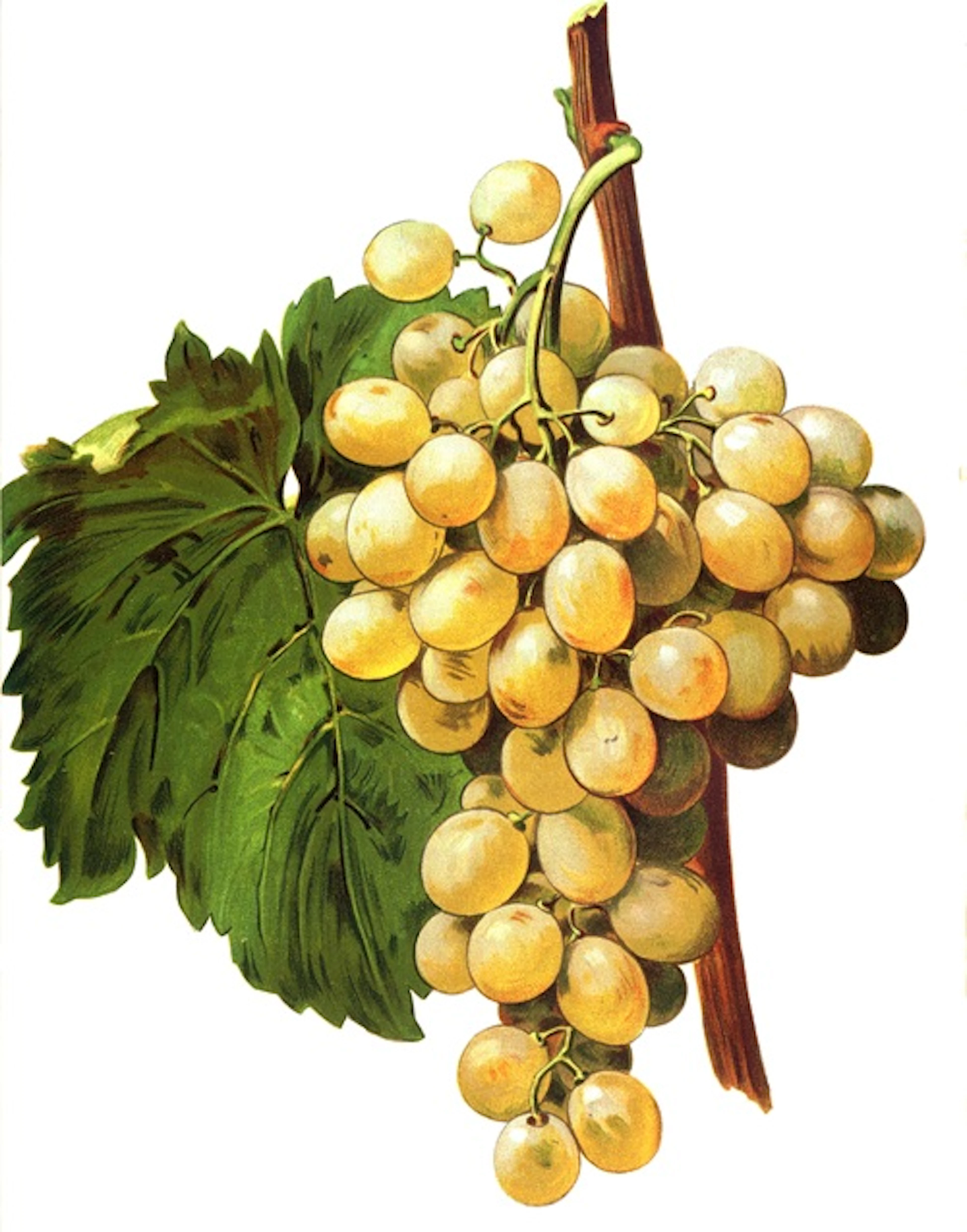 furmint