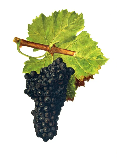 grolleau