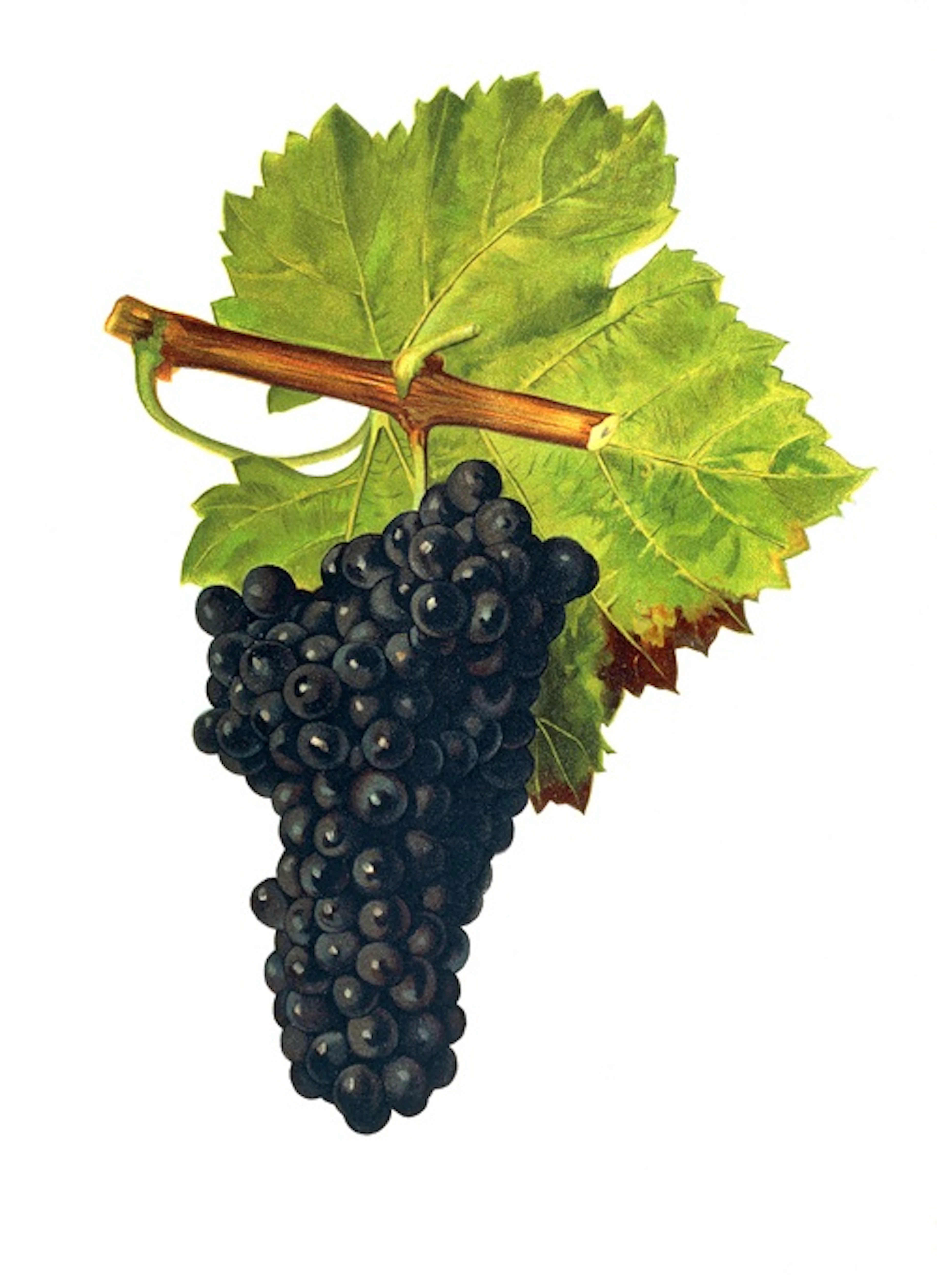 grolleau