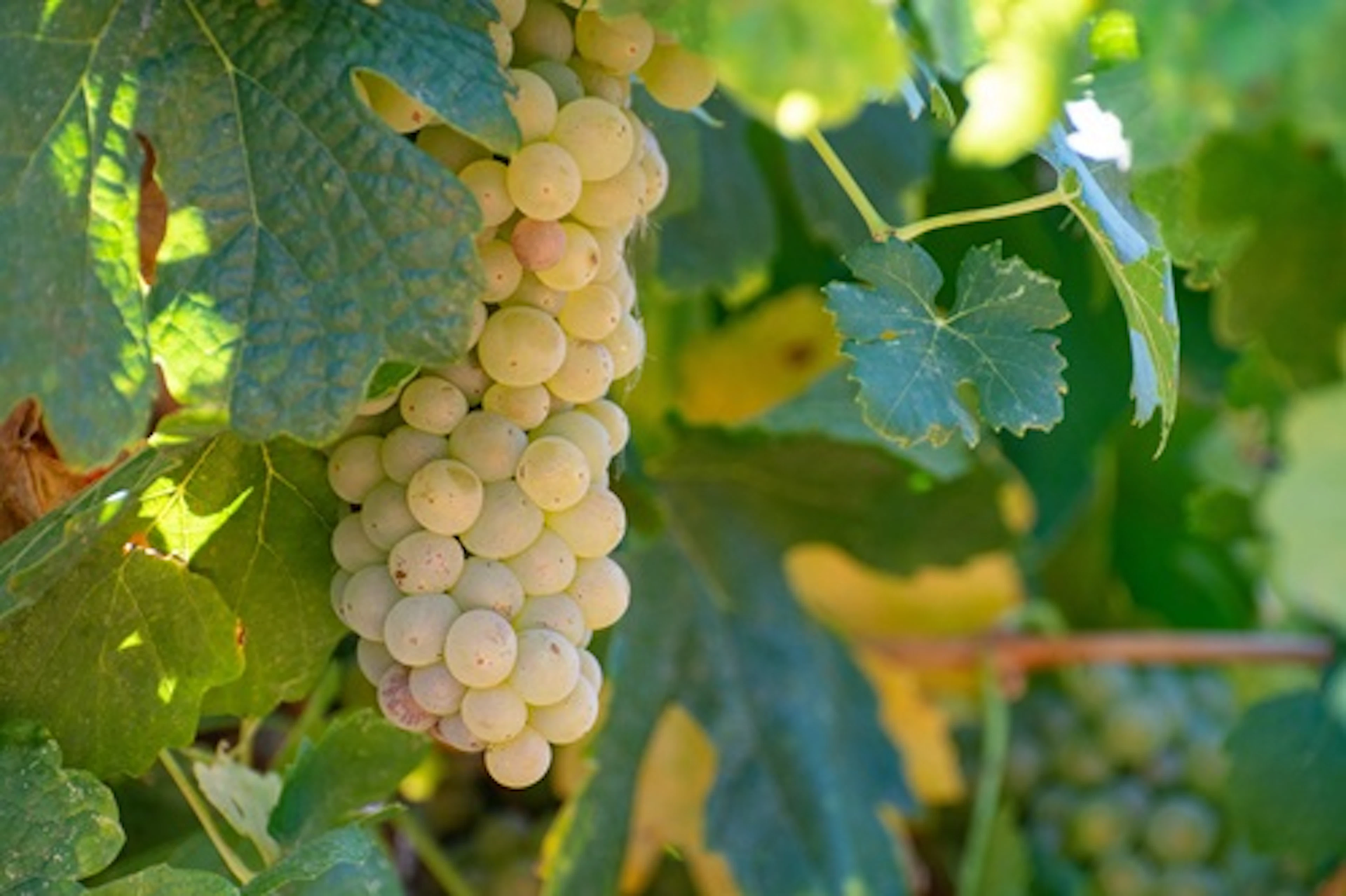 marsanne