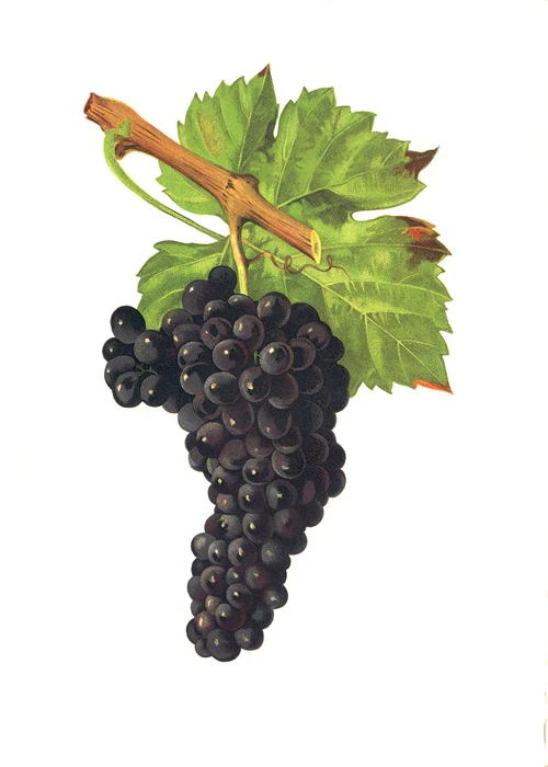 mondeuse