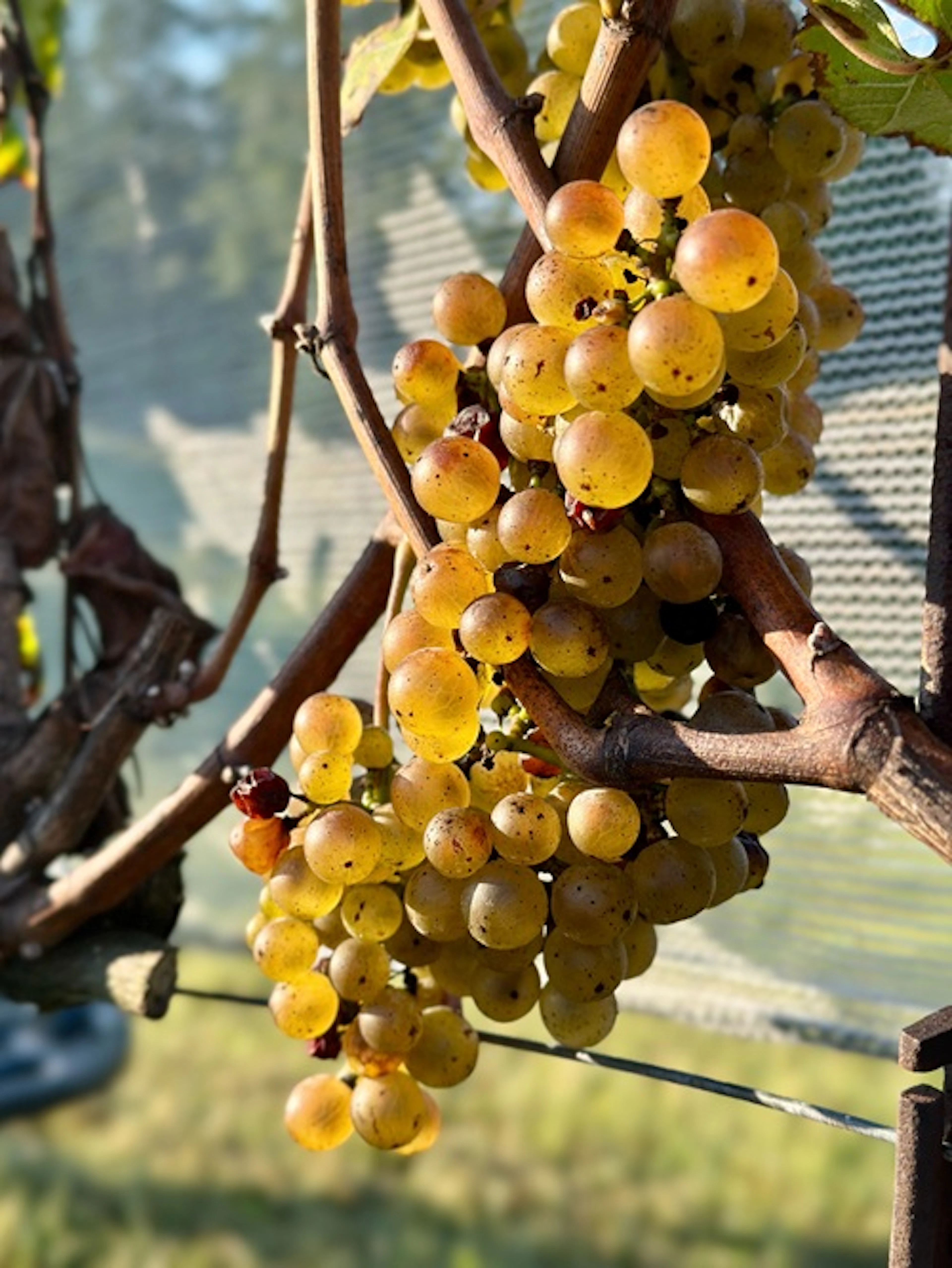 petit manseng