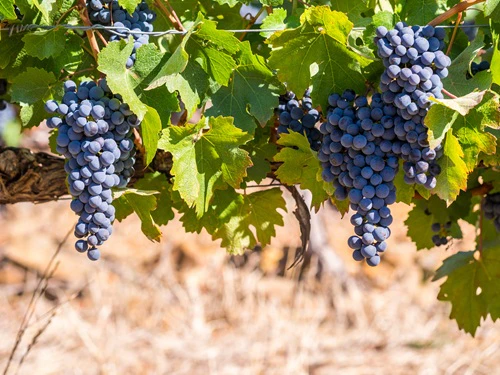 pinotage